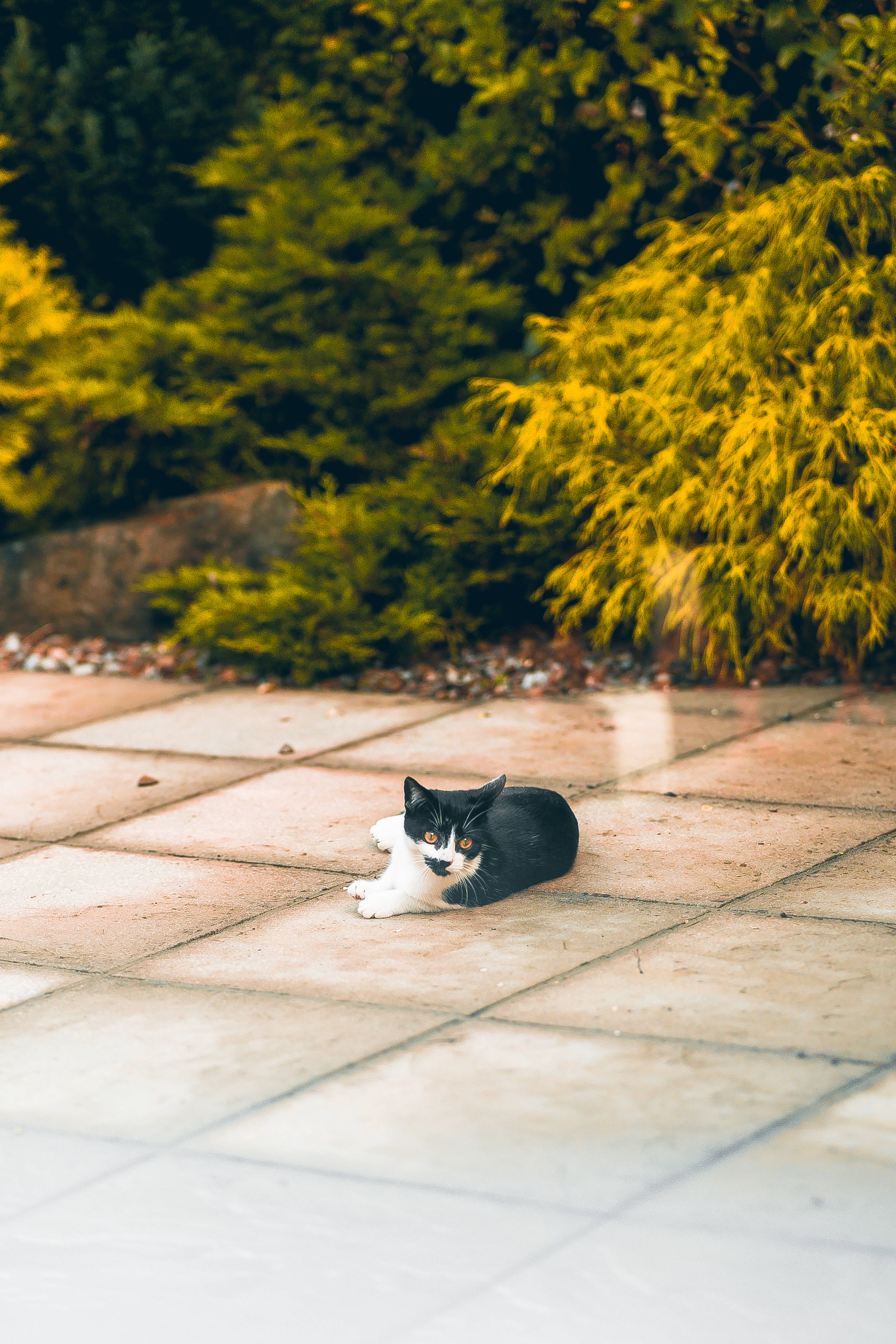 かわいい猫が横を向いている 壁紙