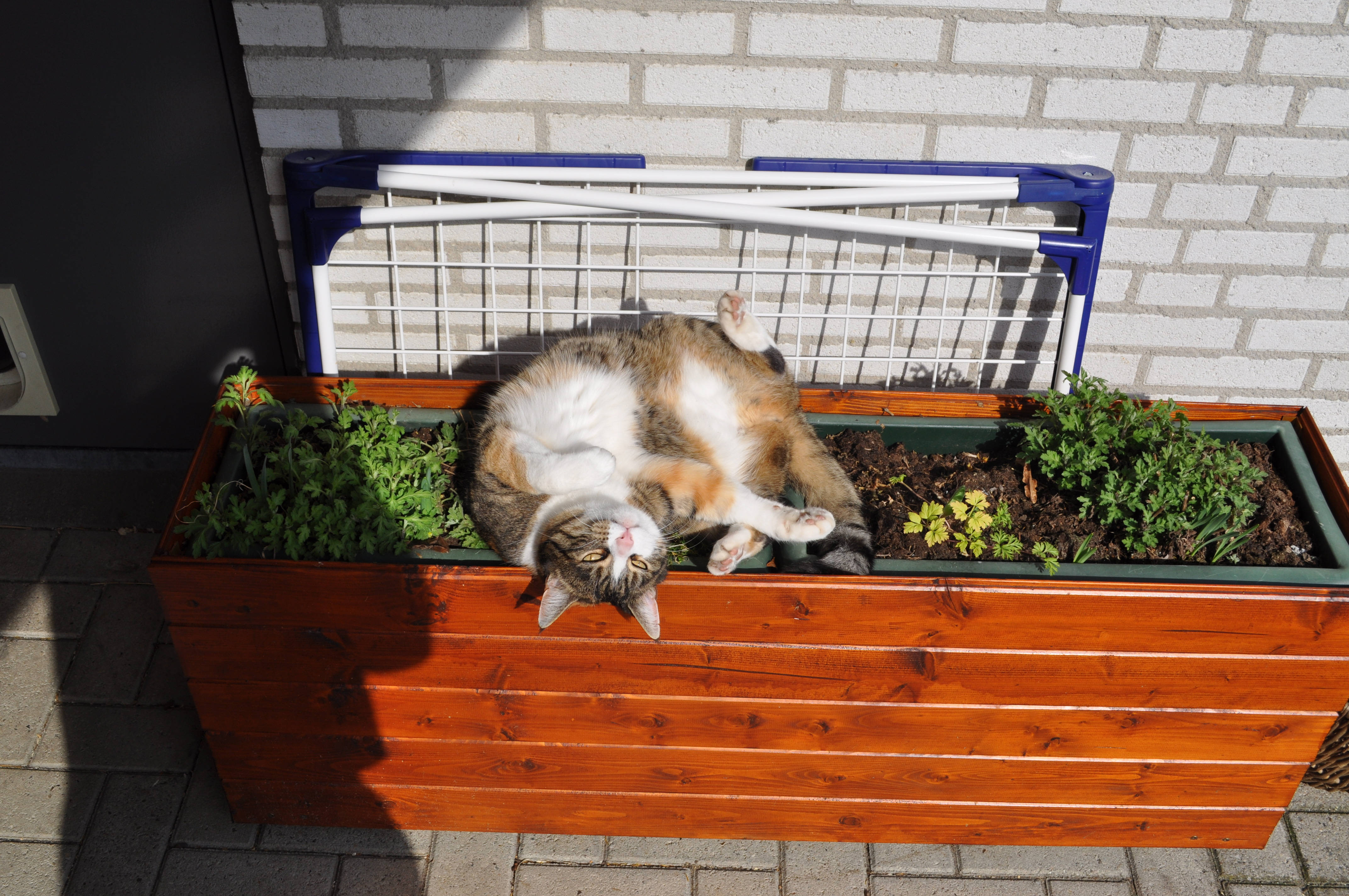 かわいい猫が花箱の上で 壁紙