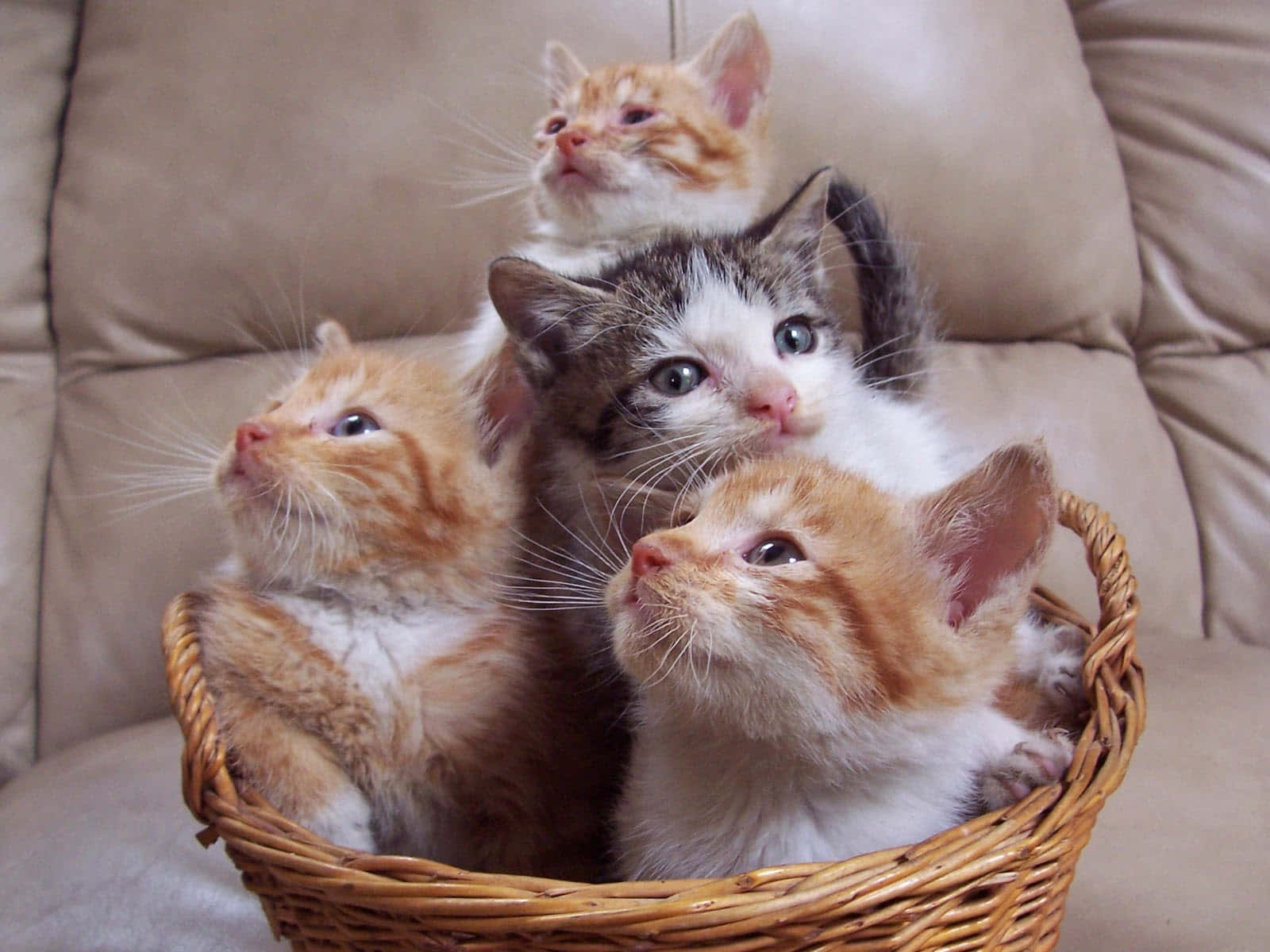 かわいい猫たちのバスケット写真 壁紙