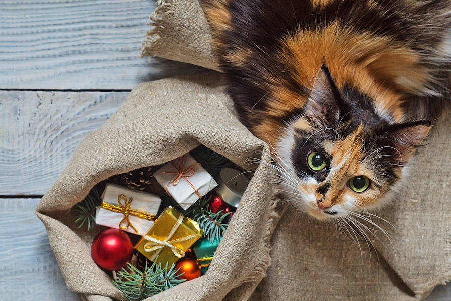 かわいい猫とクリスマスプレゼント 壁紙