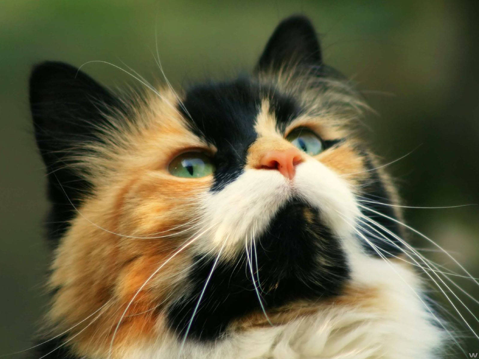 かわいい猫のクローズアップ 壁紙