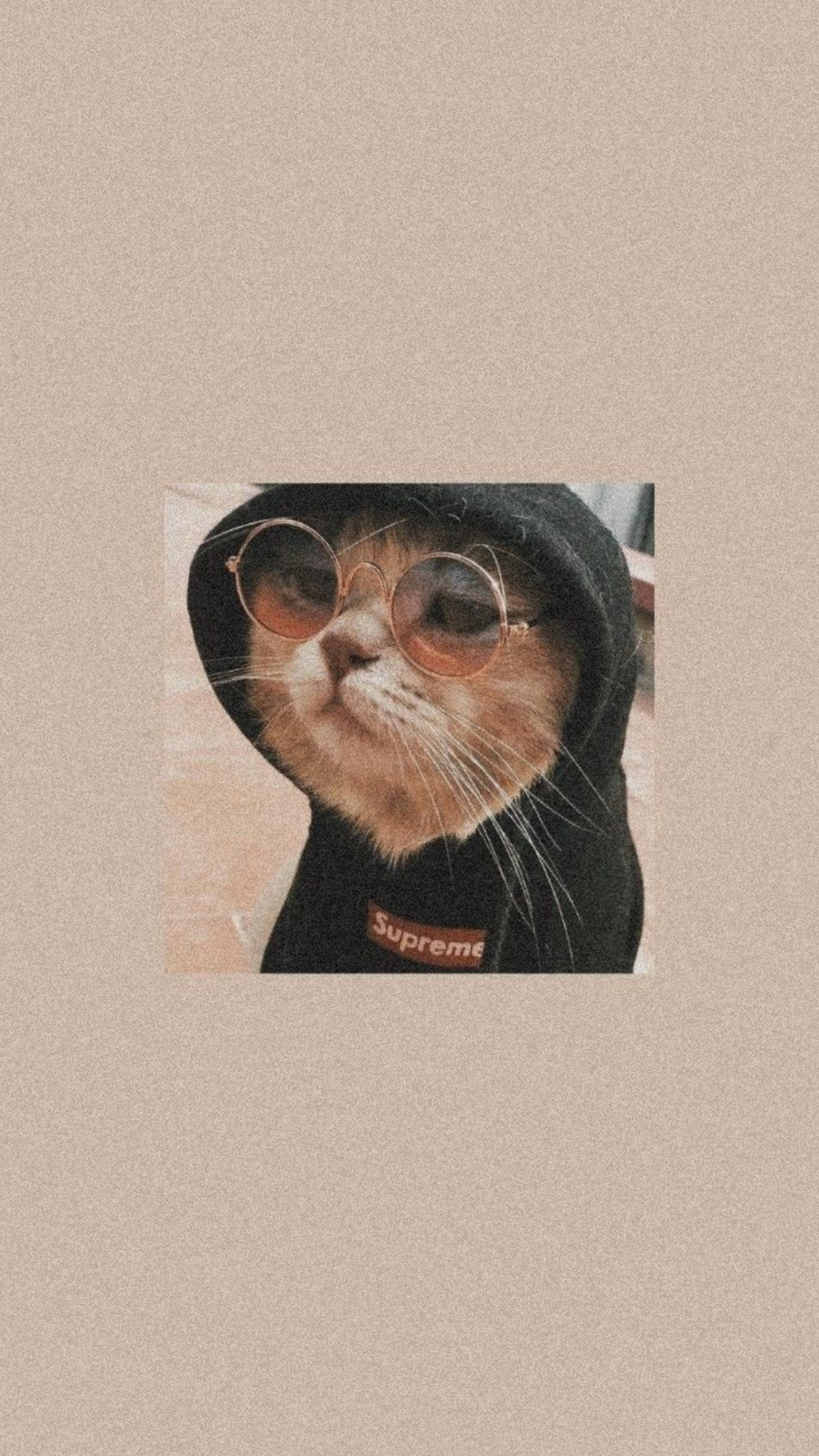 かわいい猫のブラックパーカー姿 壁紙