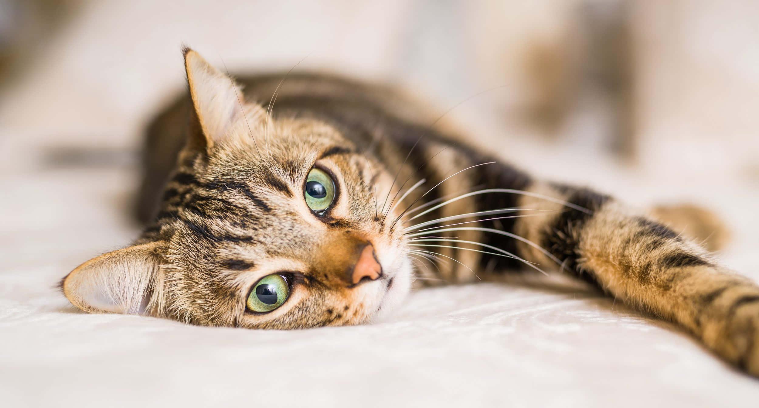 かわいい猫の動物写真 壁紙