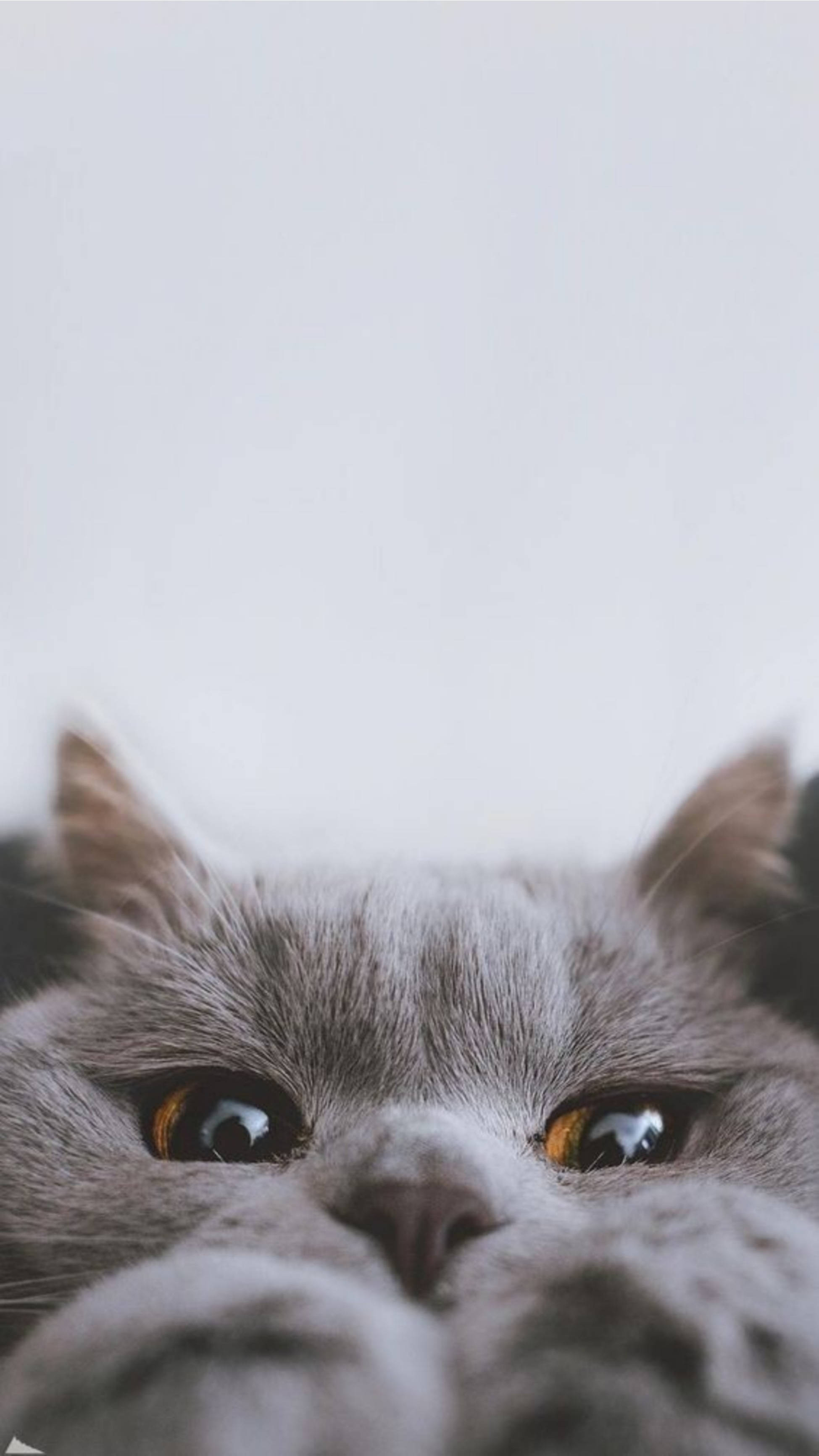 かわいい猫の美学 いないいないばあ 壁紙