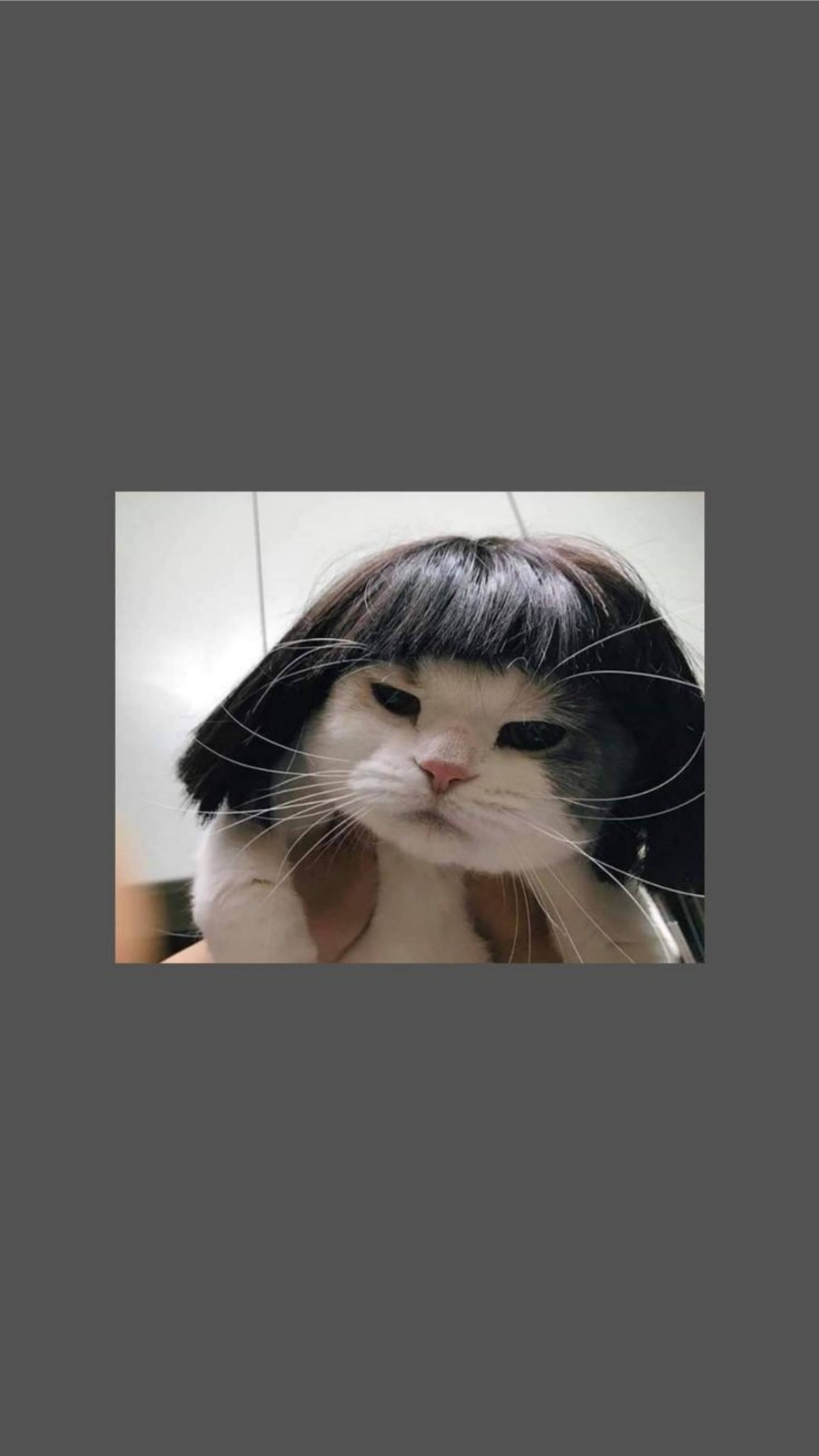 かわいい猫の美学 面白いショートウィッグ 壁紙
