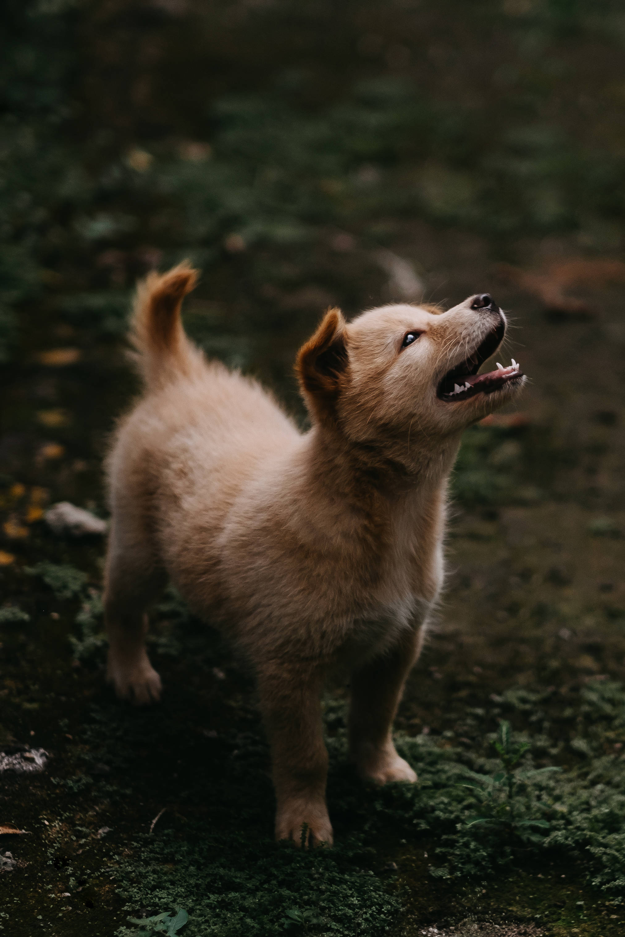 かわいい珍島犬が草の上に立っている 壁紙
