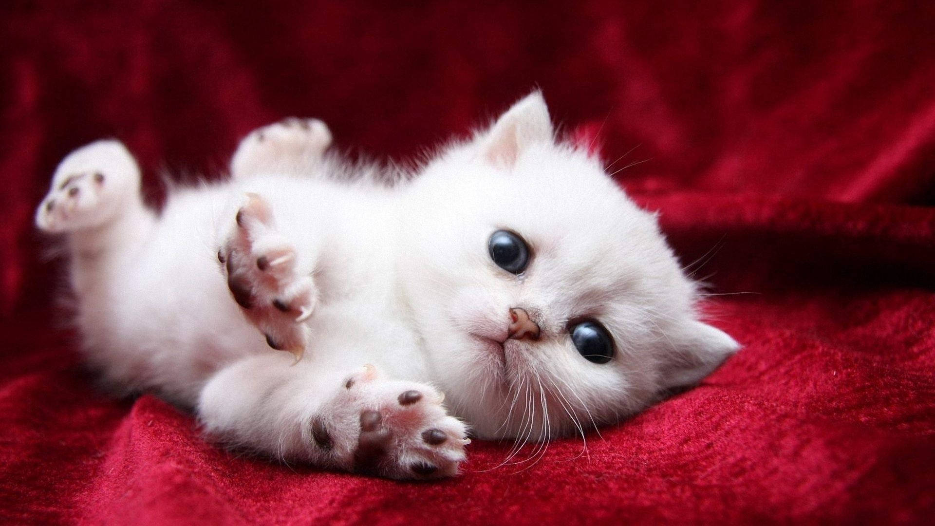 かわいい白い猫 壁紙
