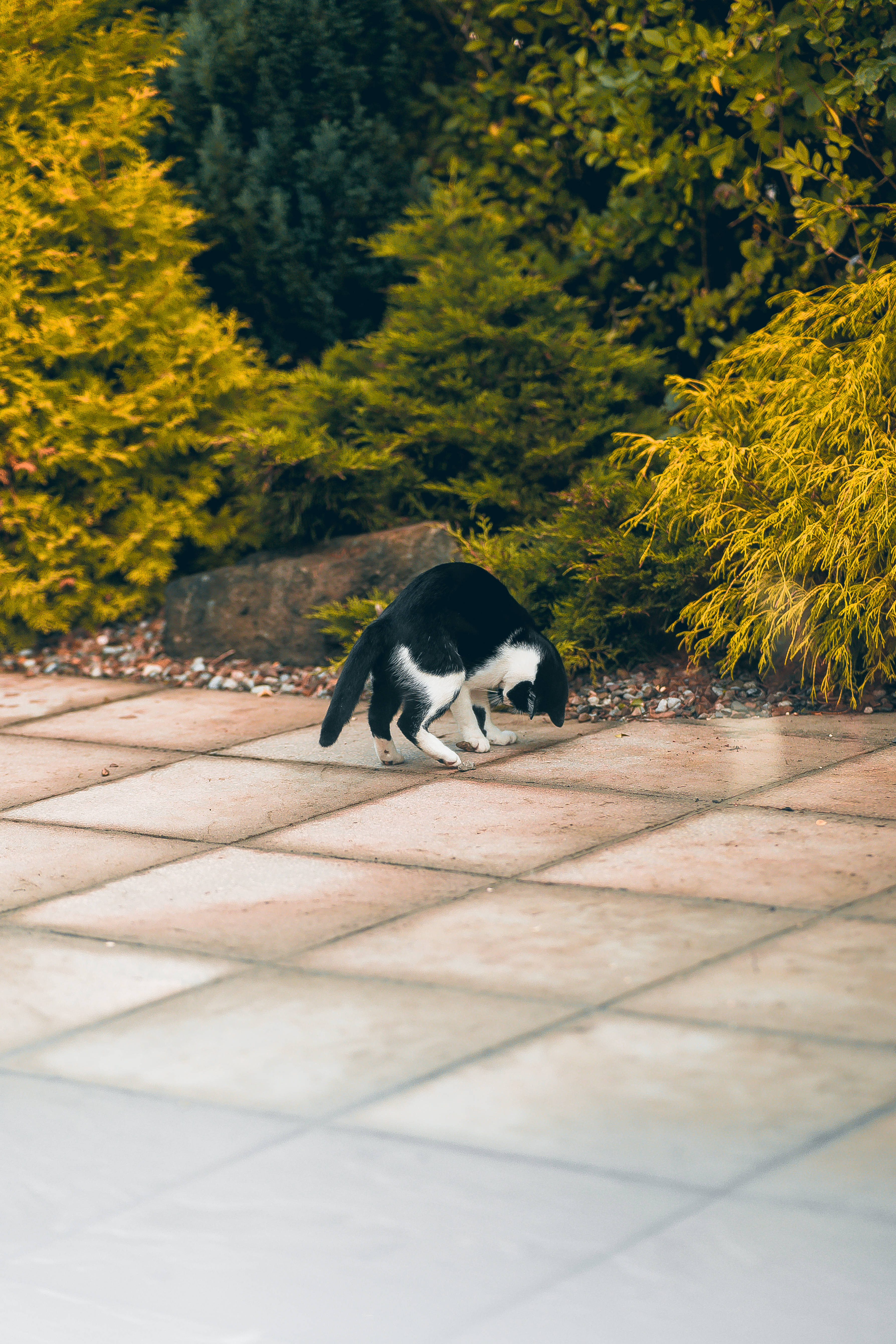 かわいい白黒猫が遊んでいる 壁紙