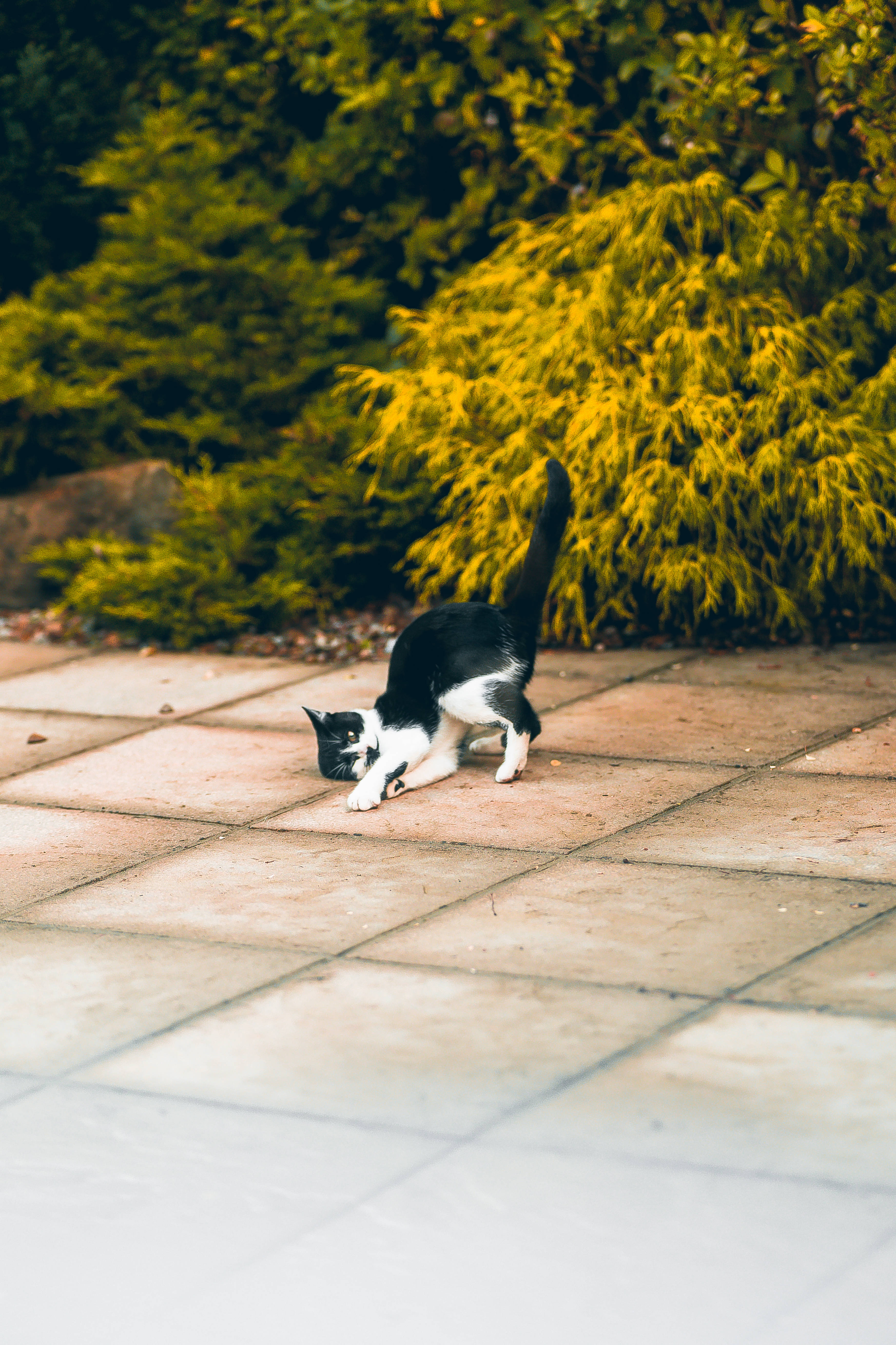 かわいい白黒猫が頭を伏せている 壁紙