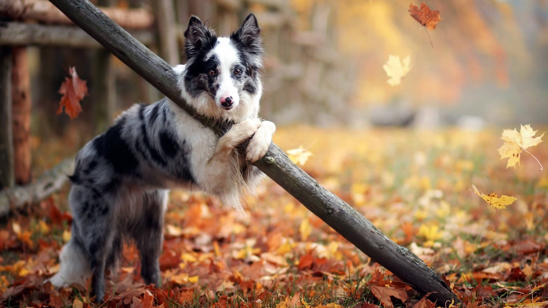 かわいい秋の犬 壁紙