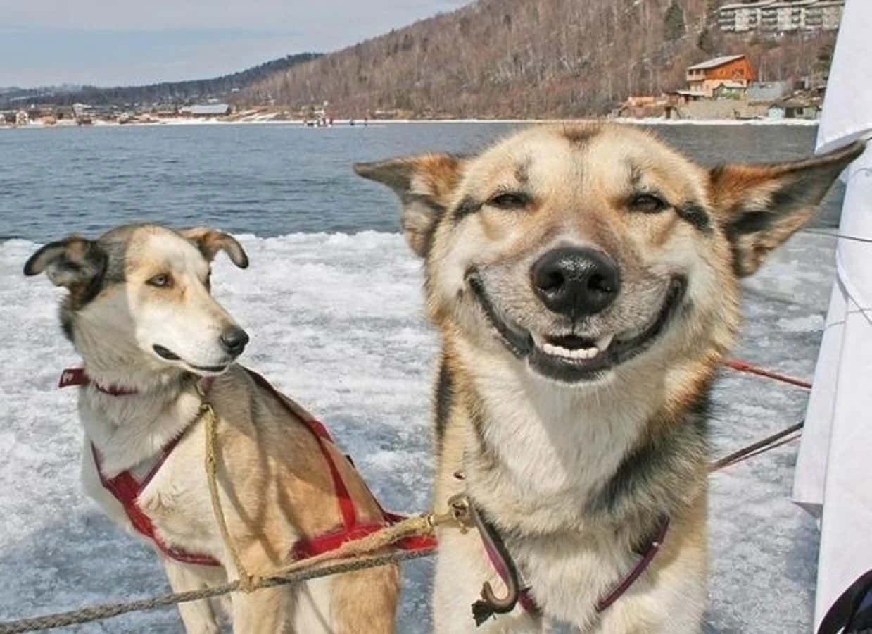 かわいい笑顔の楽しい犬たちの写真 壁紙