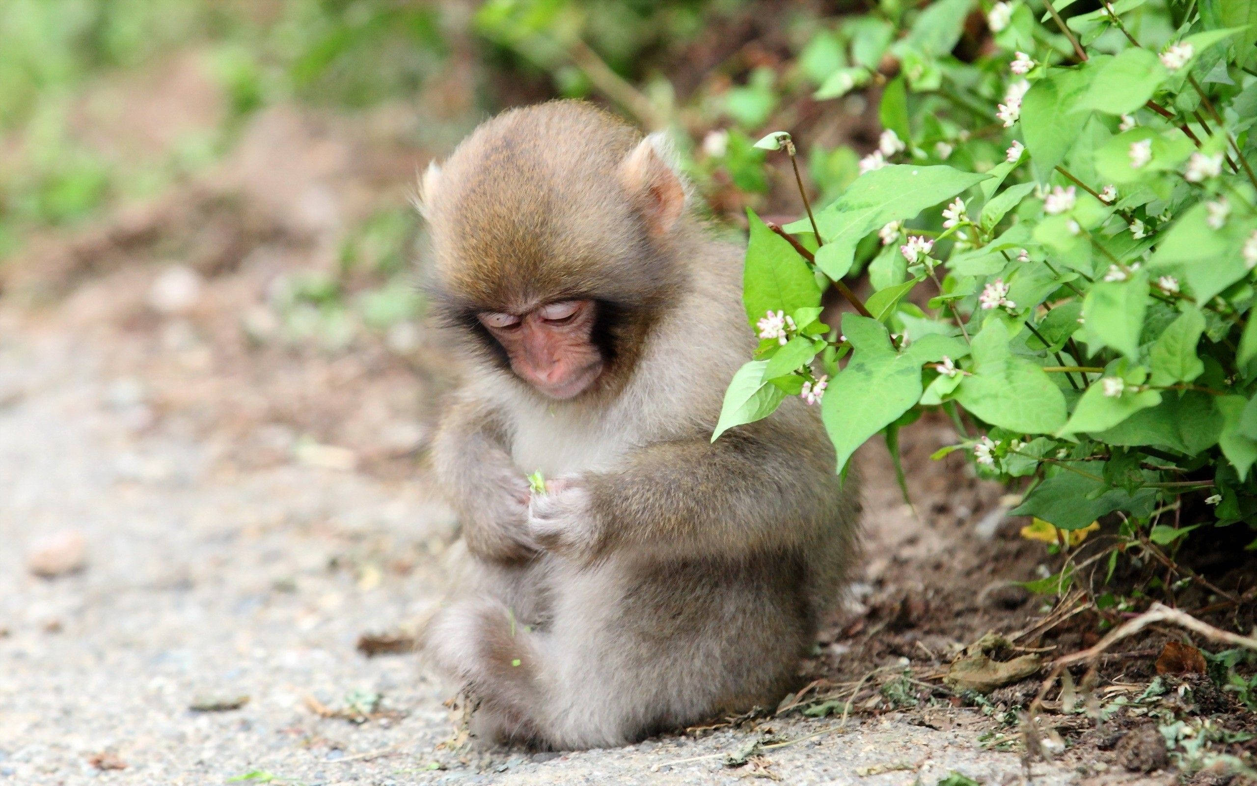 かわいい花を持つサル 壁紙