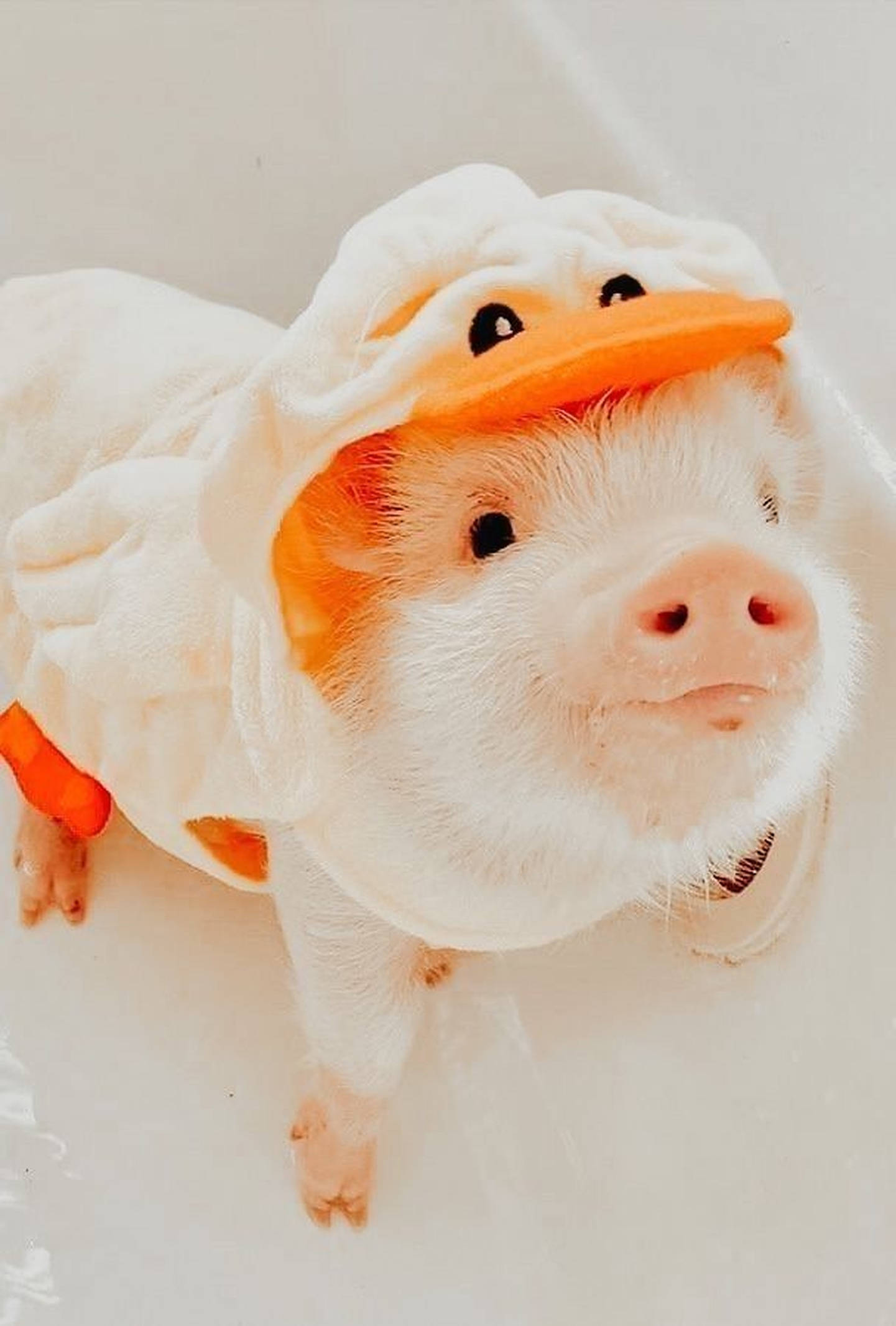 かわいい豚のアヒルコスチューム 壁紙