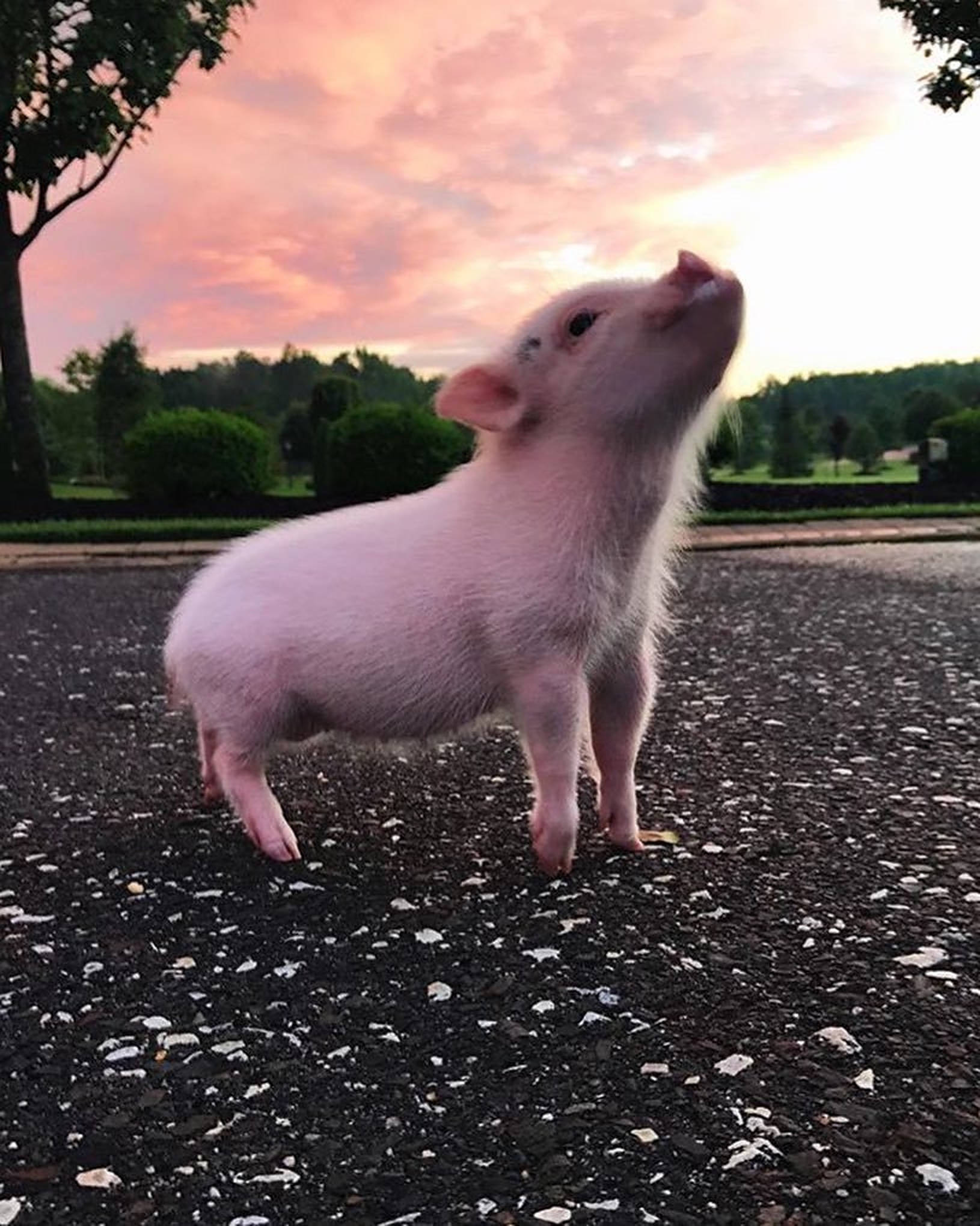 かわいい豚の写真 壁紙