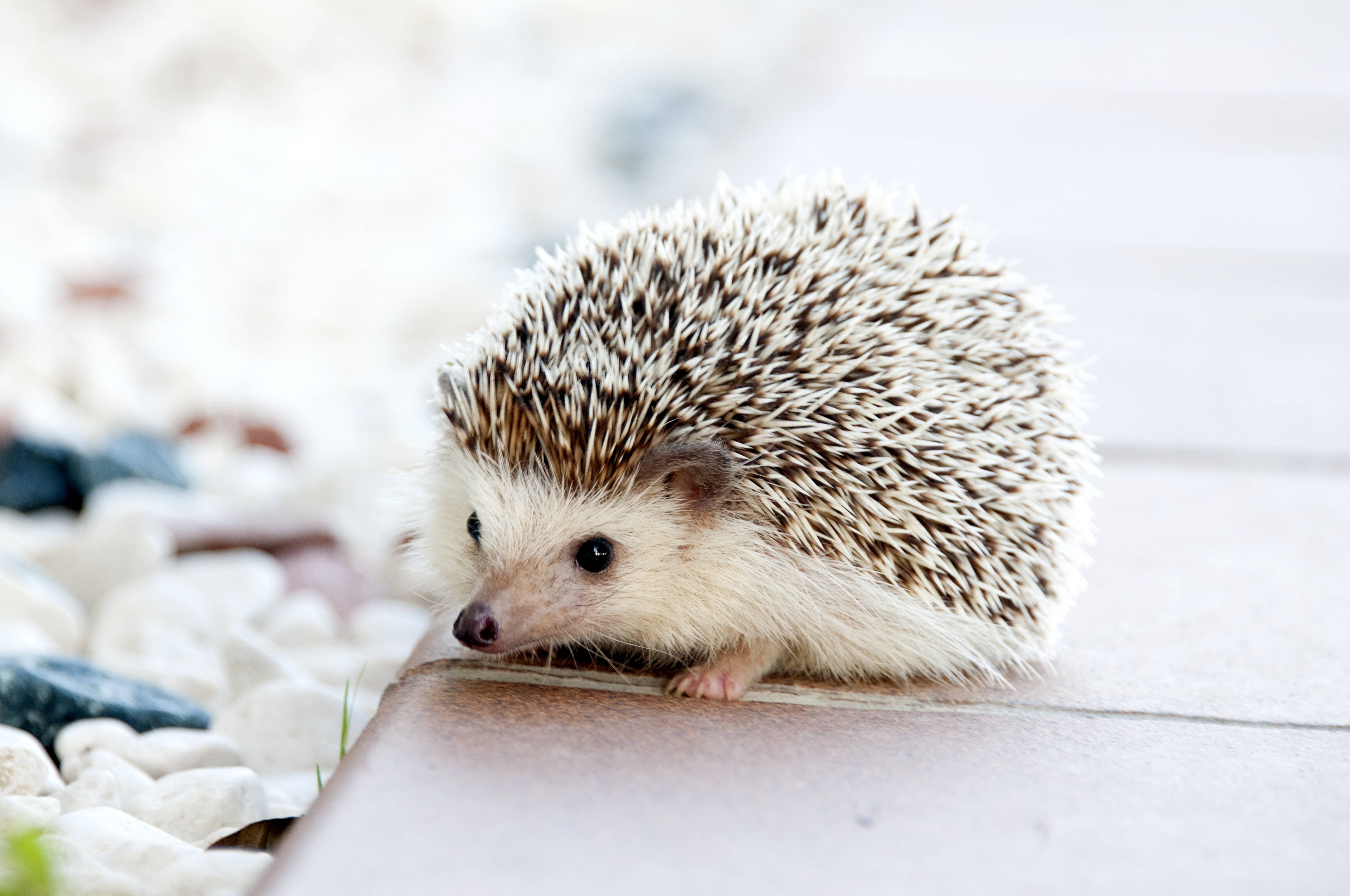 かわいい赤ちゃんハリネズミ 壁紙