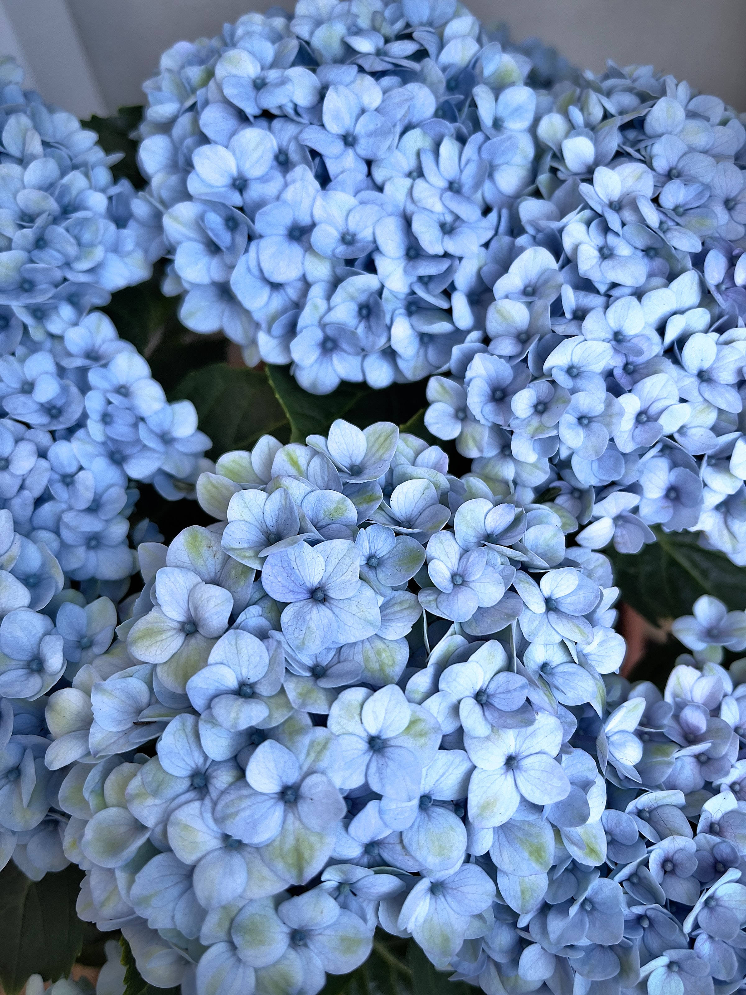 かわいい青いアジサイの花の美しい風景 壁紙