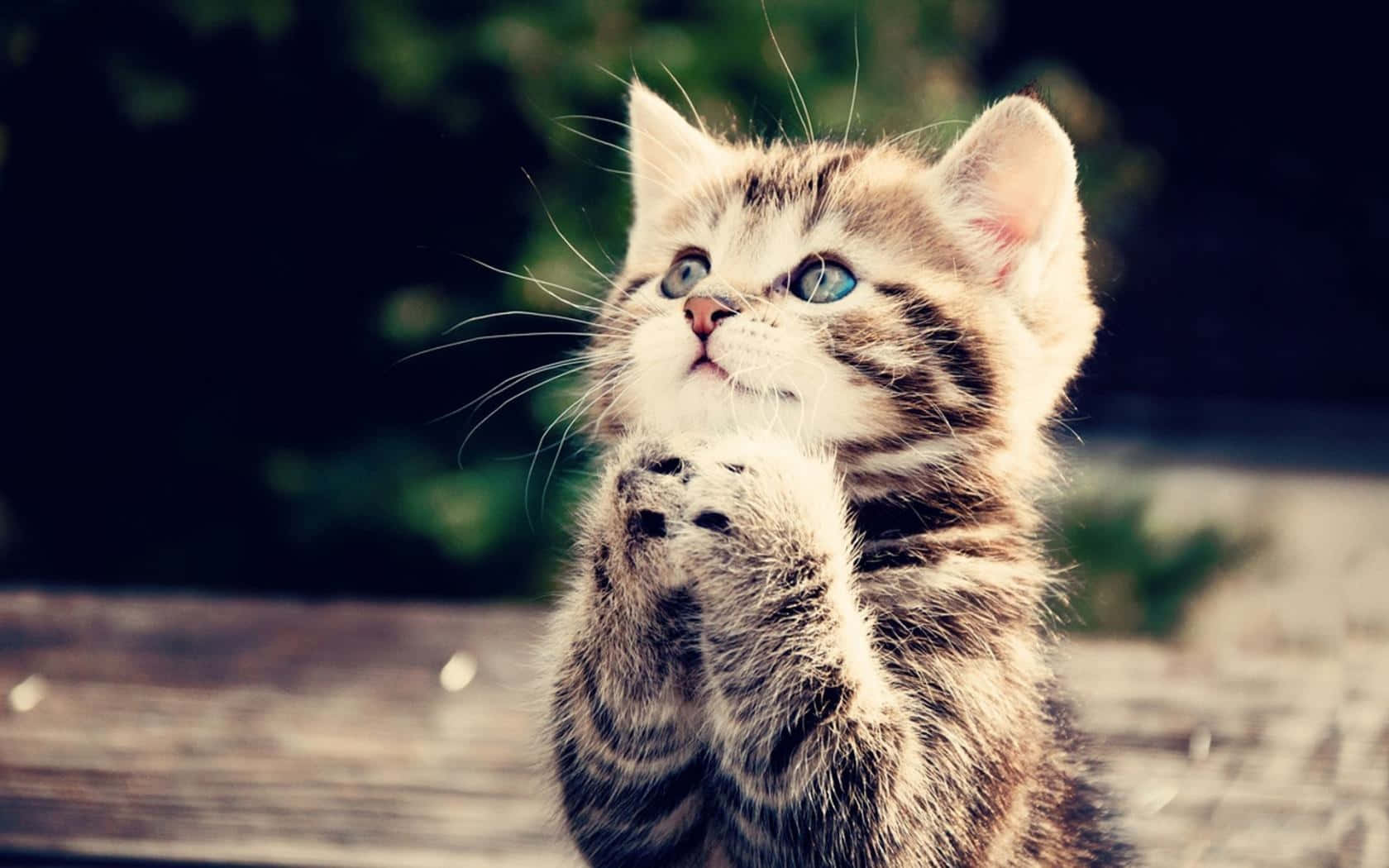 かわいい面白い猫がお願いの手をする写真 壁紙