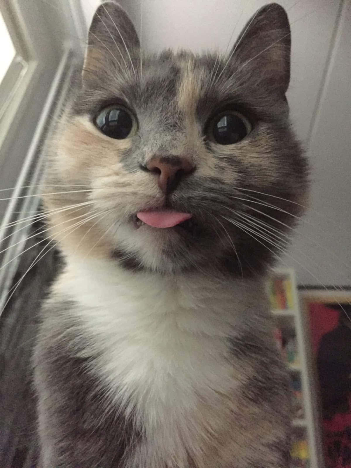 かわいい面白い猫の小さな舌のクローズアップ写真 壁紙