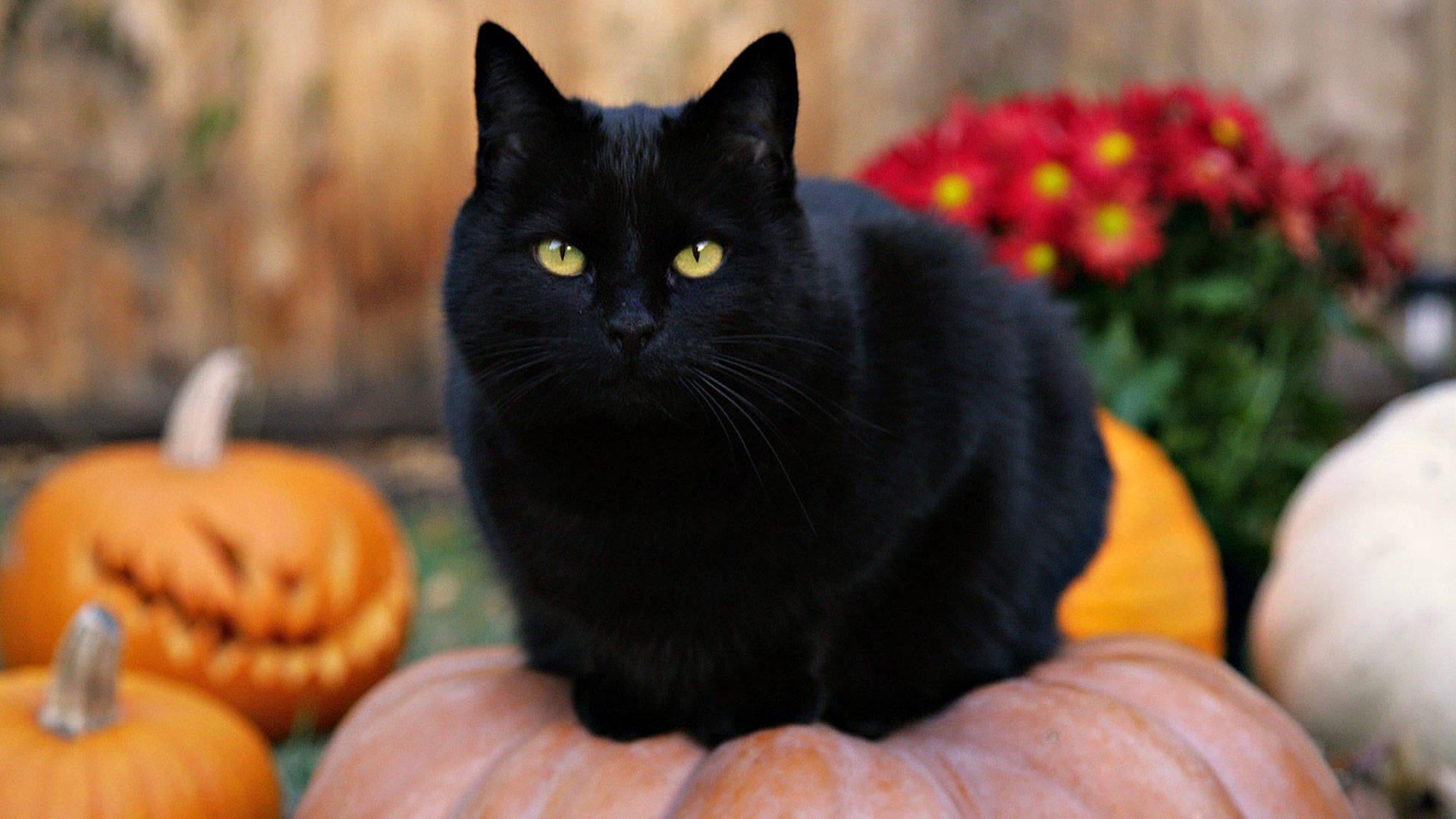 かわいい黒いふわふわの猫 壁紙