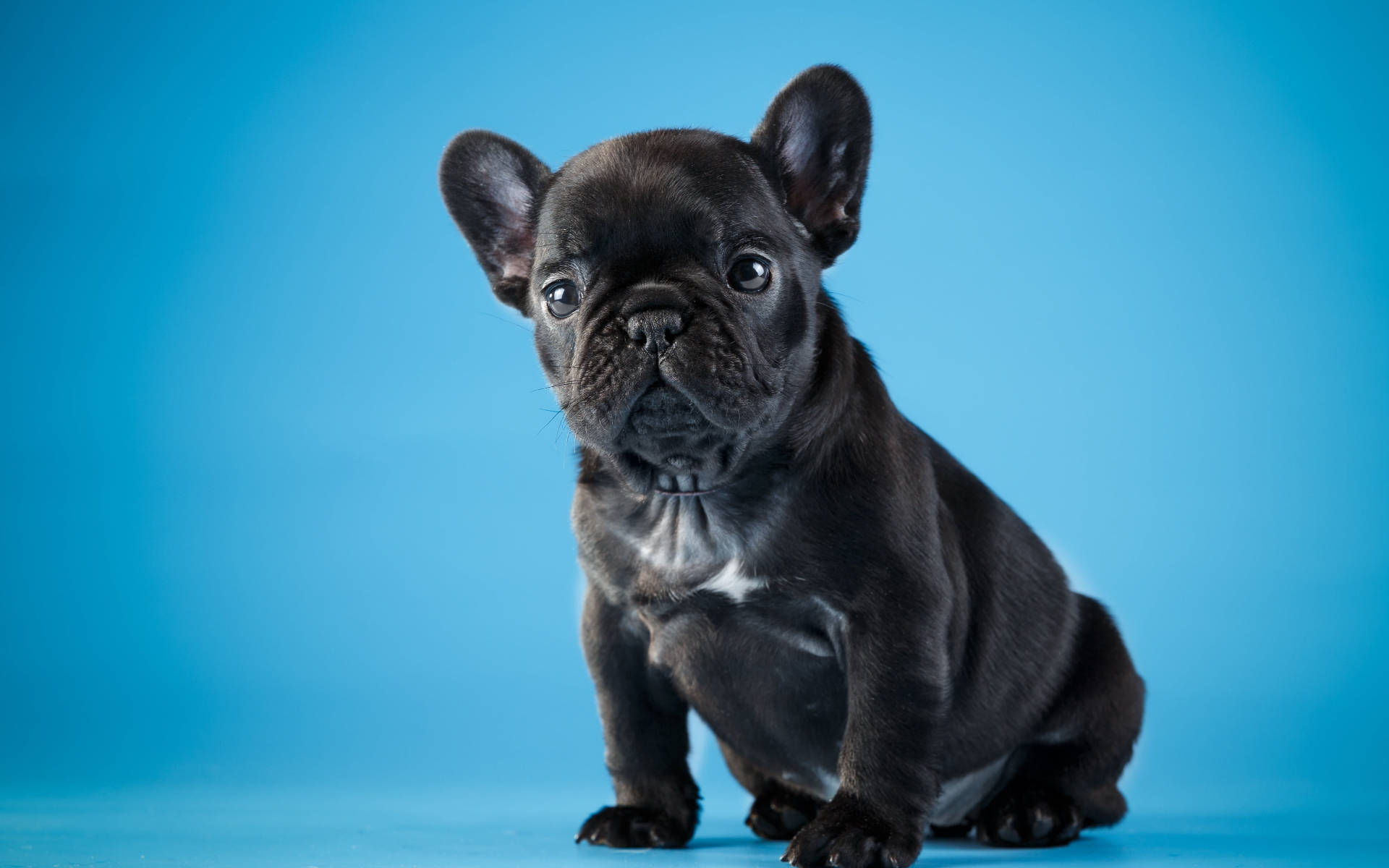 かわいい黒いブルドッグの子犬 壁紙