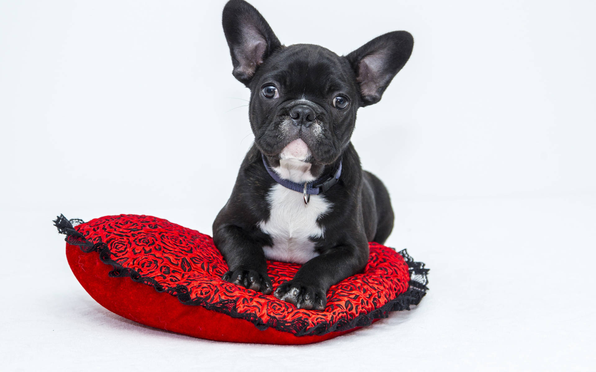 かわいい黒い子犬 壁紙