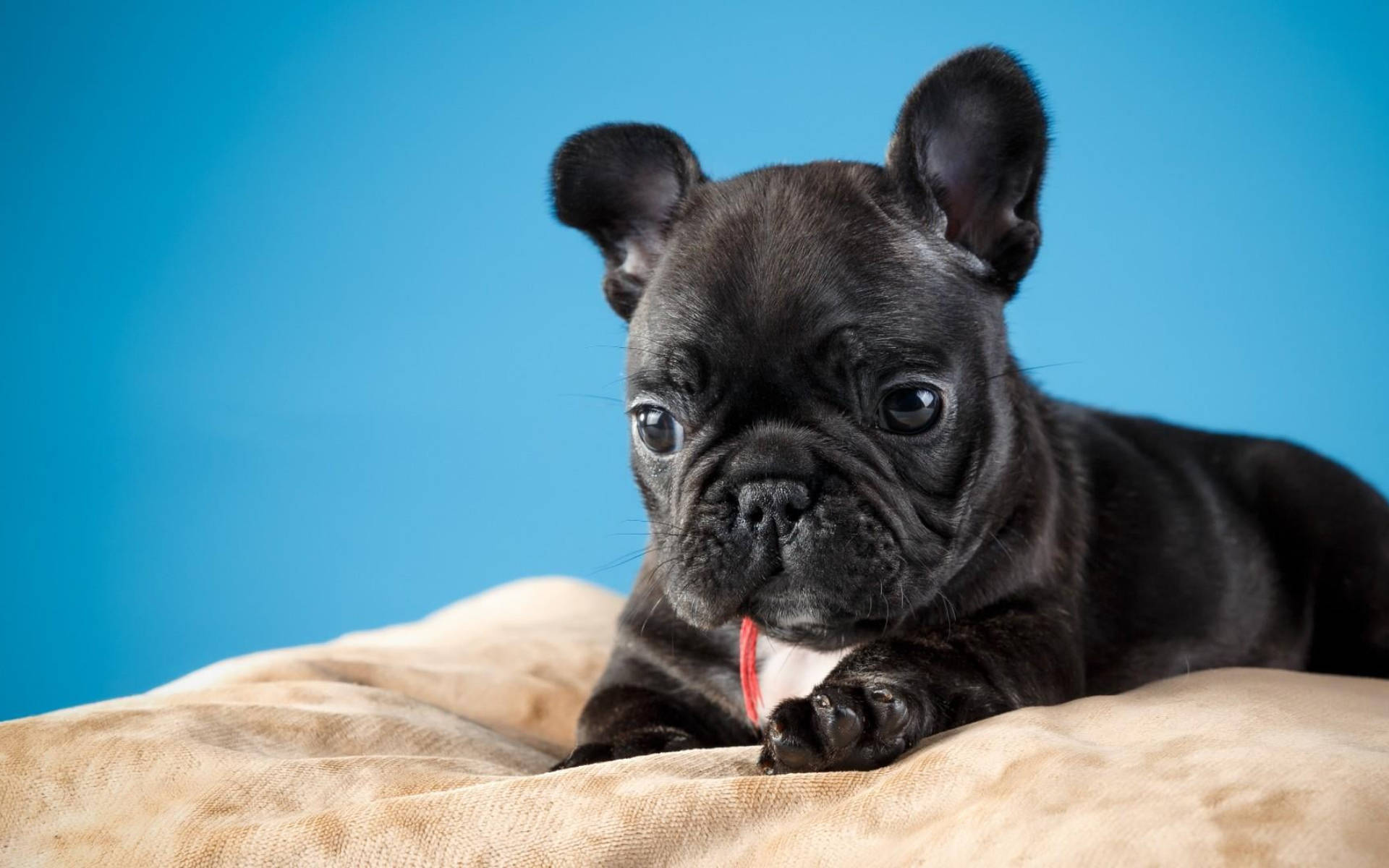 かわいい黒い子犬が枕の上に 壁紙