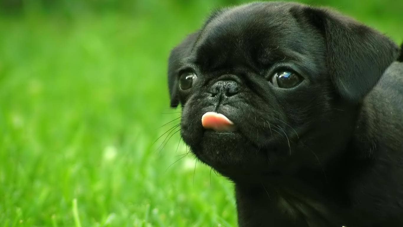かわいい黒い子犬が舌を出している 壁紙