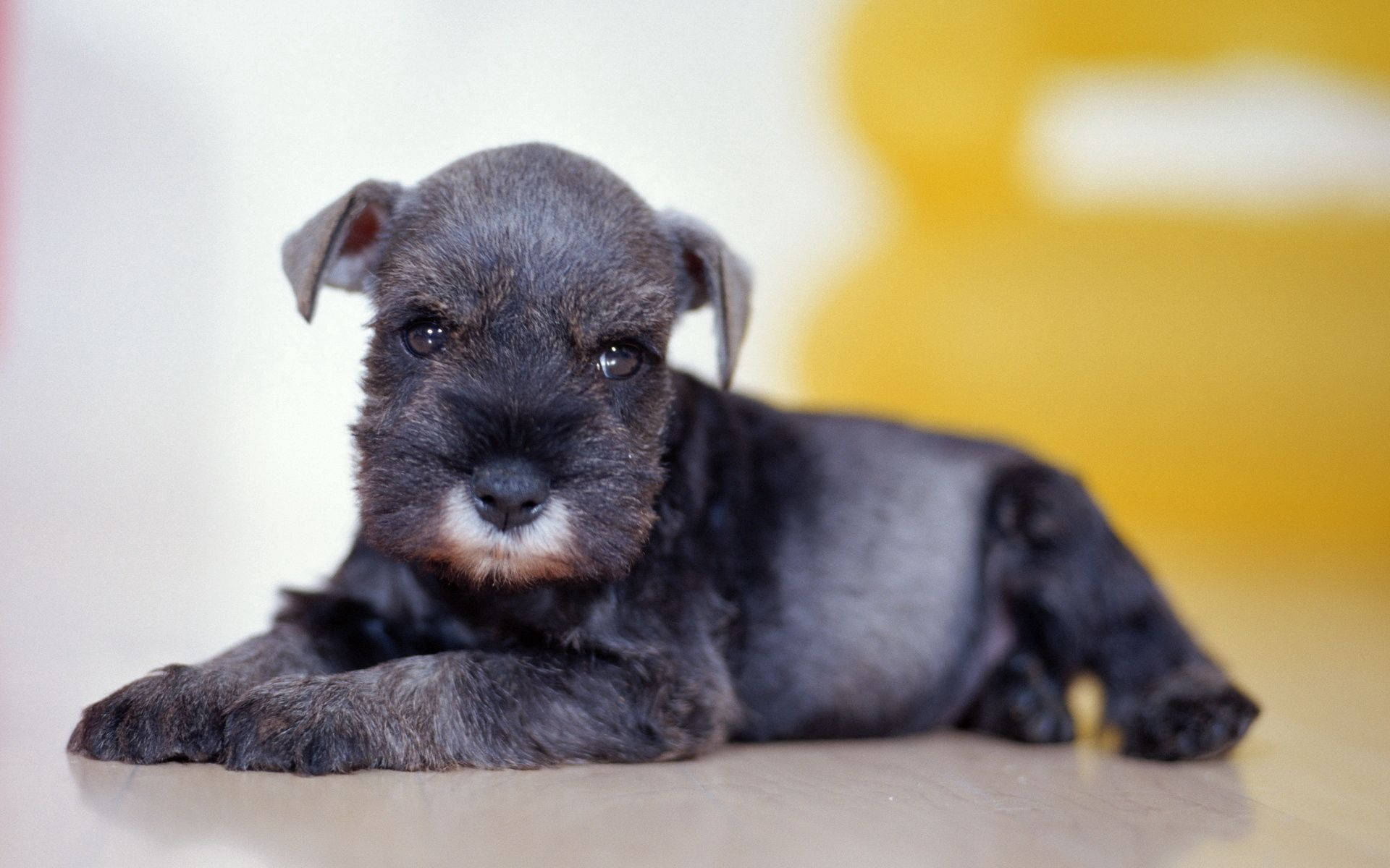 かわいい黒い子犬の動物ポートレート壁紙