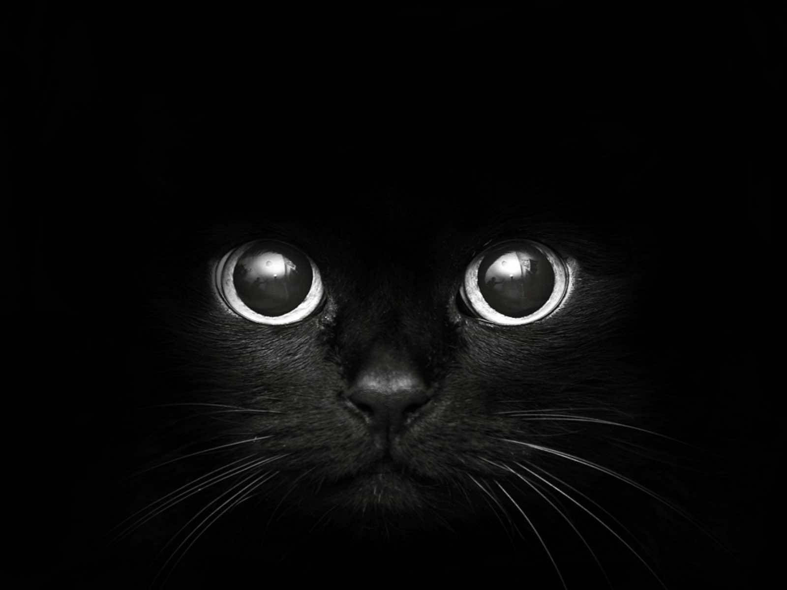かわいい黒猫の顔 Mac 壁紙