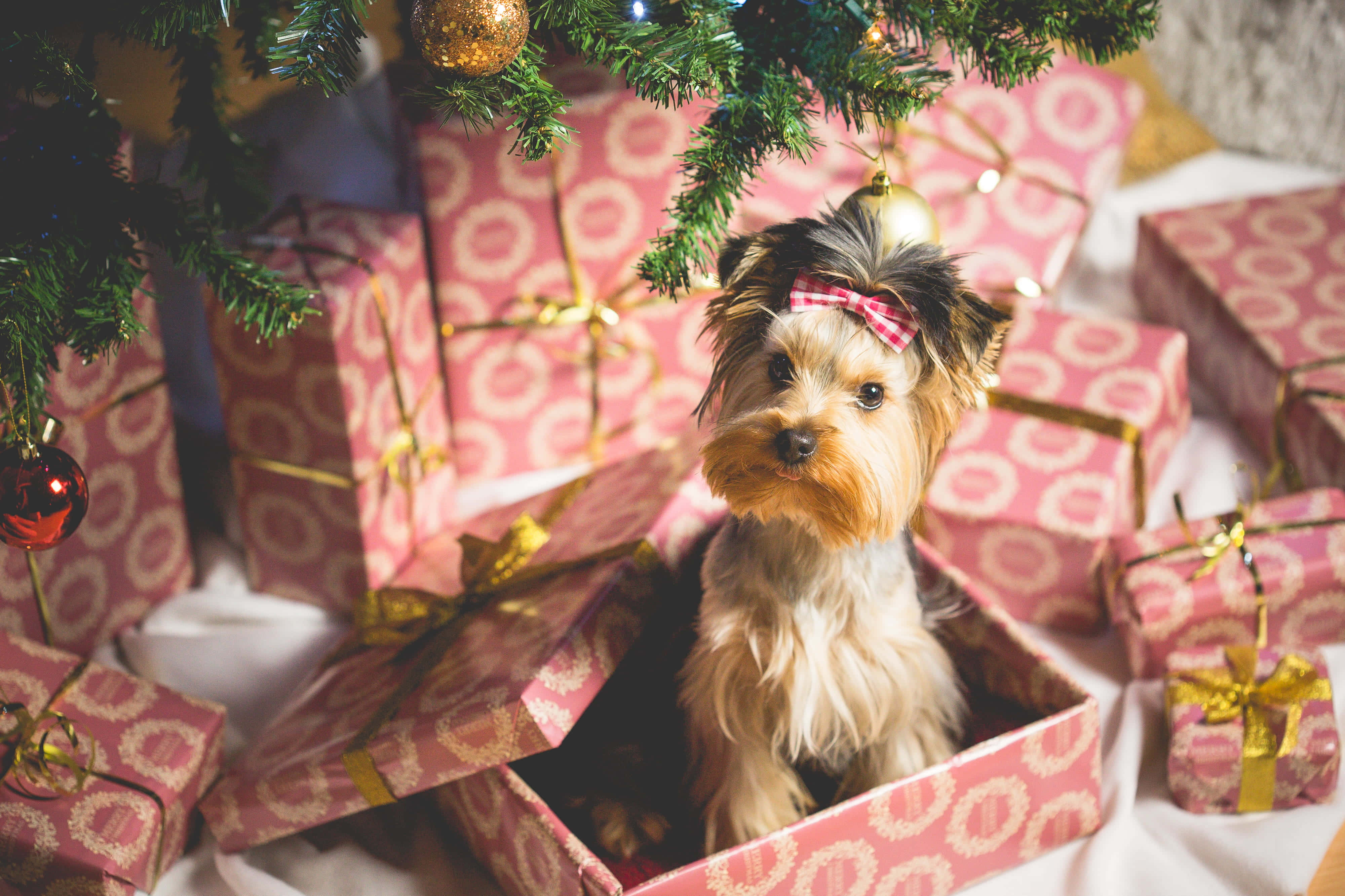 かわいくておしゃれなクリスマスシーズンの準備をしよう！ 壁紙