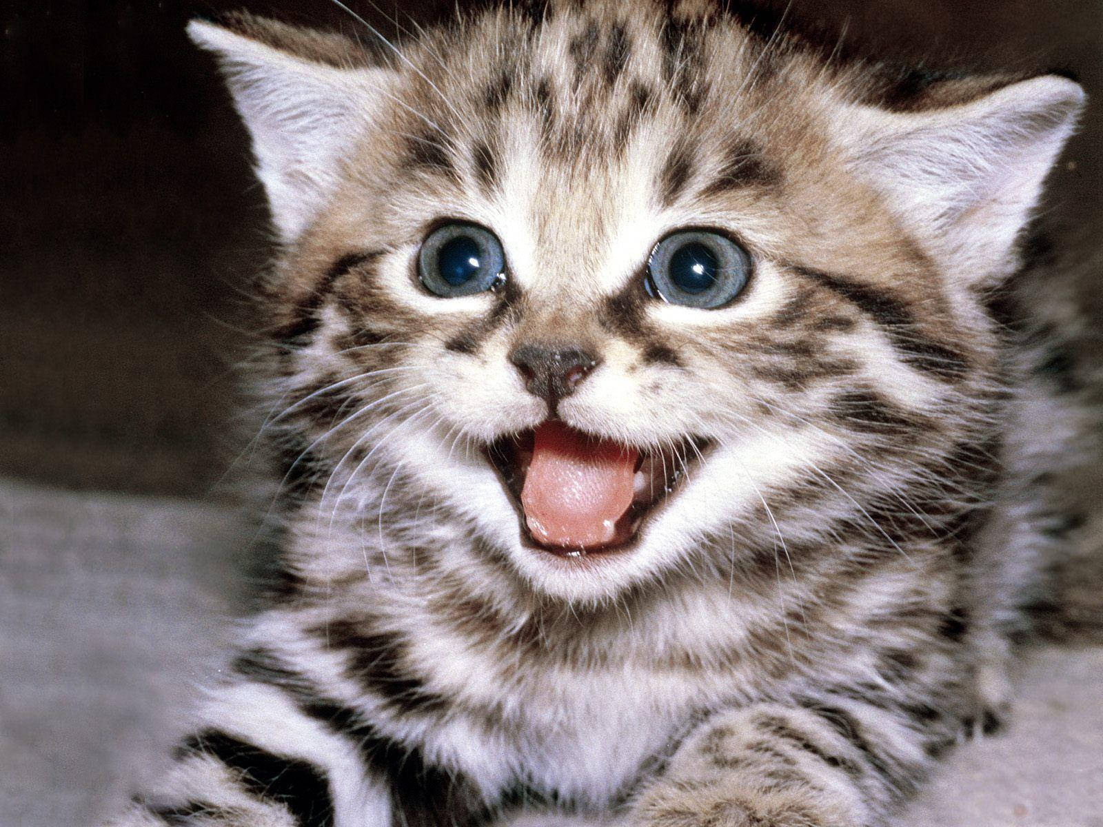 かわいくて幸せな面白い猫 壁紙