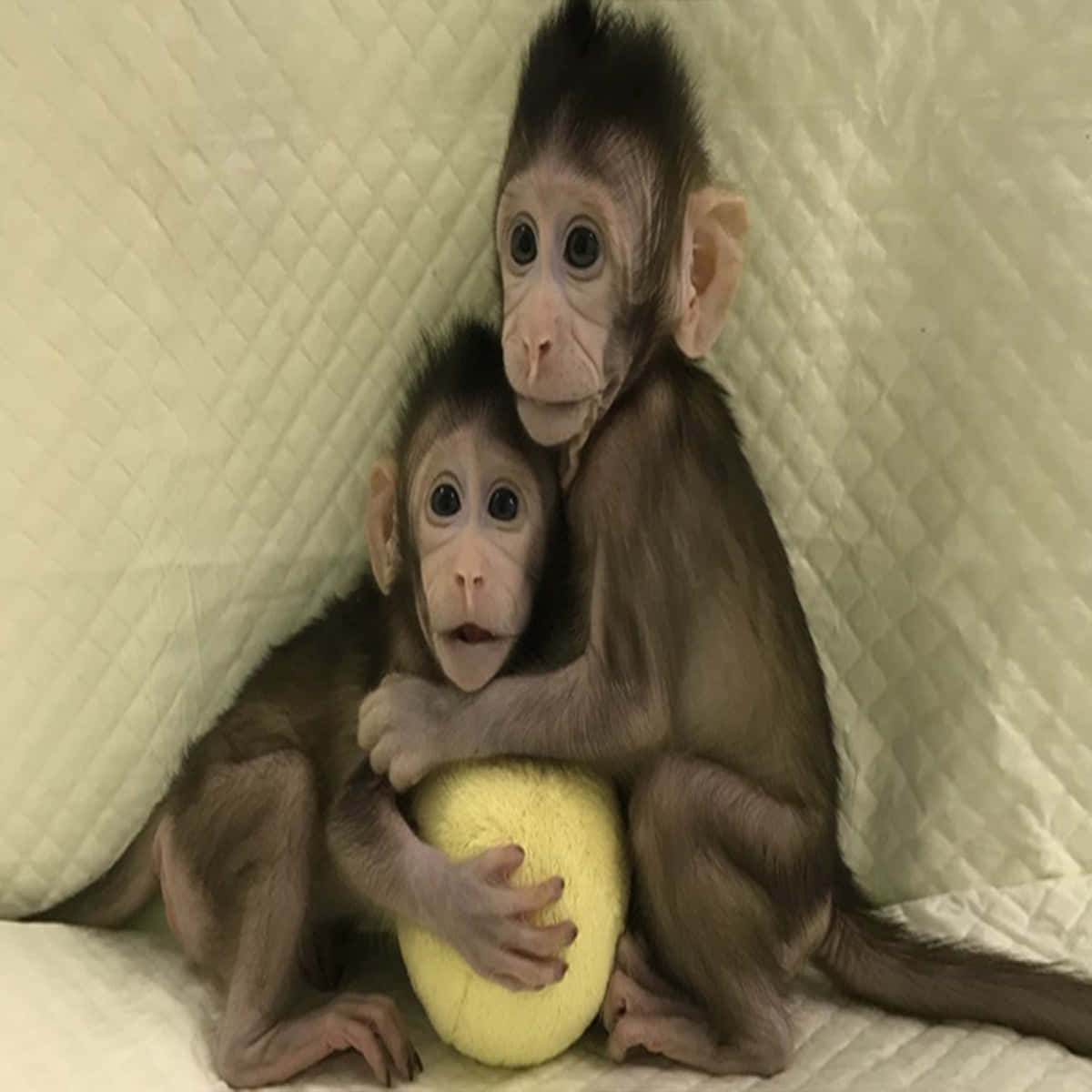 このかわいいサルがあなたを笑顔にする 壁紙