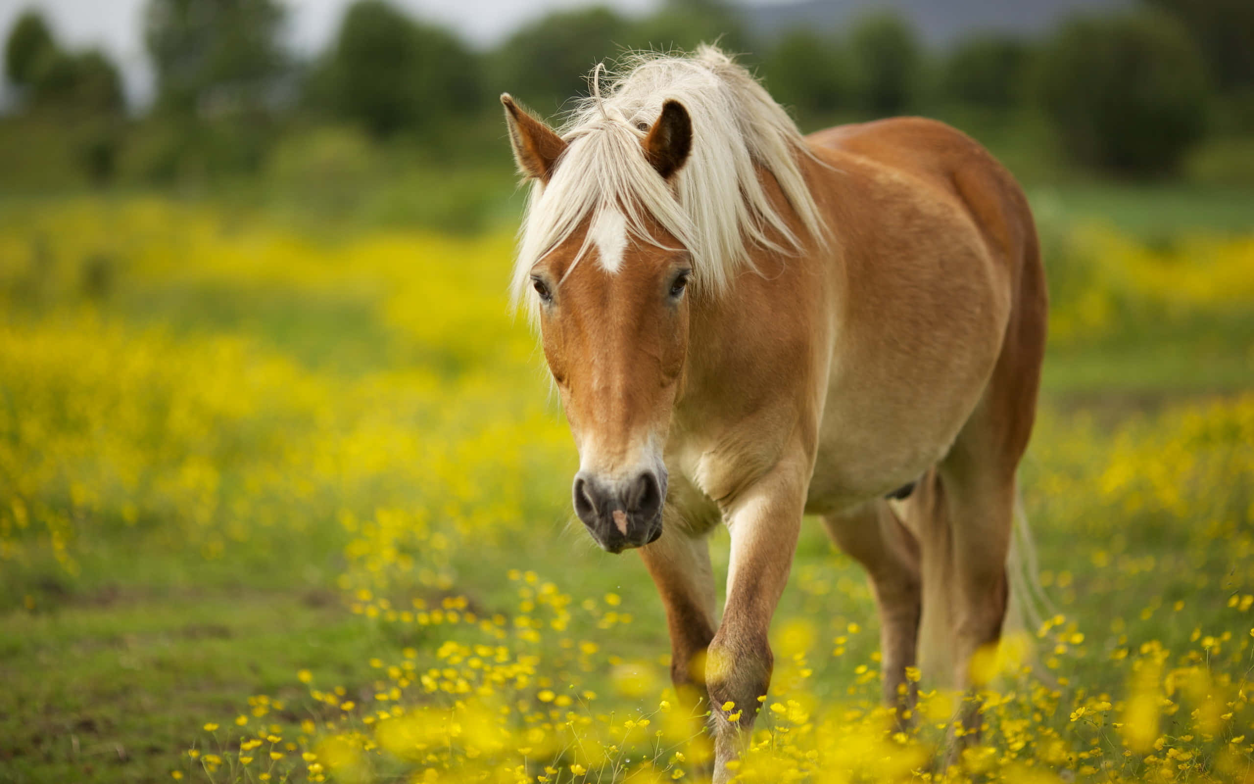 この優雅でかわいい馬を見て！ 壁紙