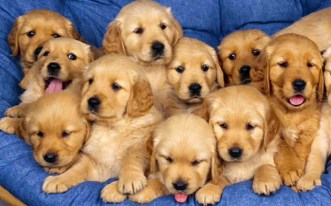 この可愛い子犬があなたの一日を明るくします。 壁紙