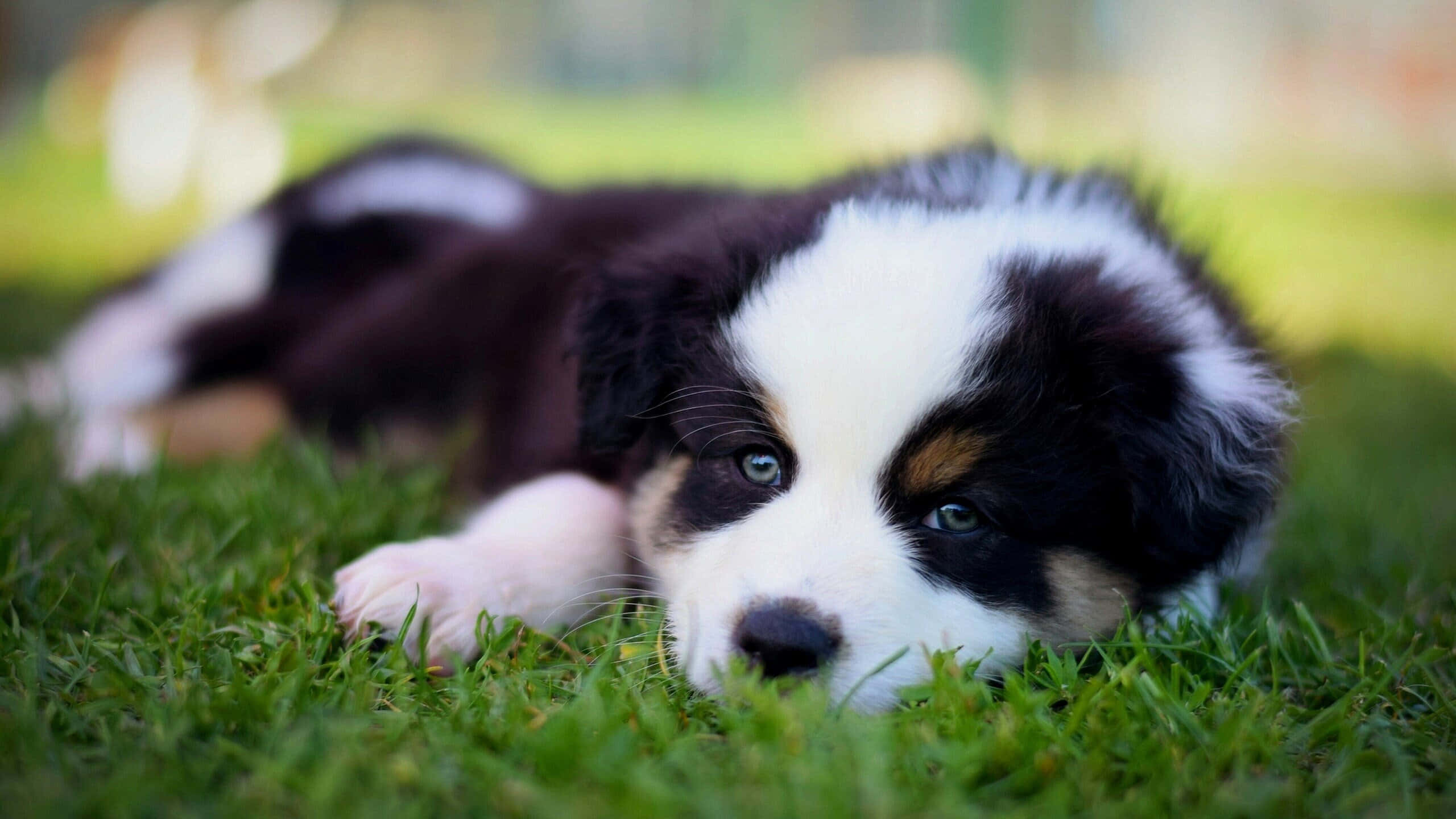 この可愛い子犬はたまらない！ 壁紙
