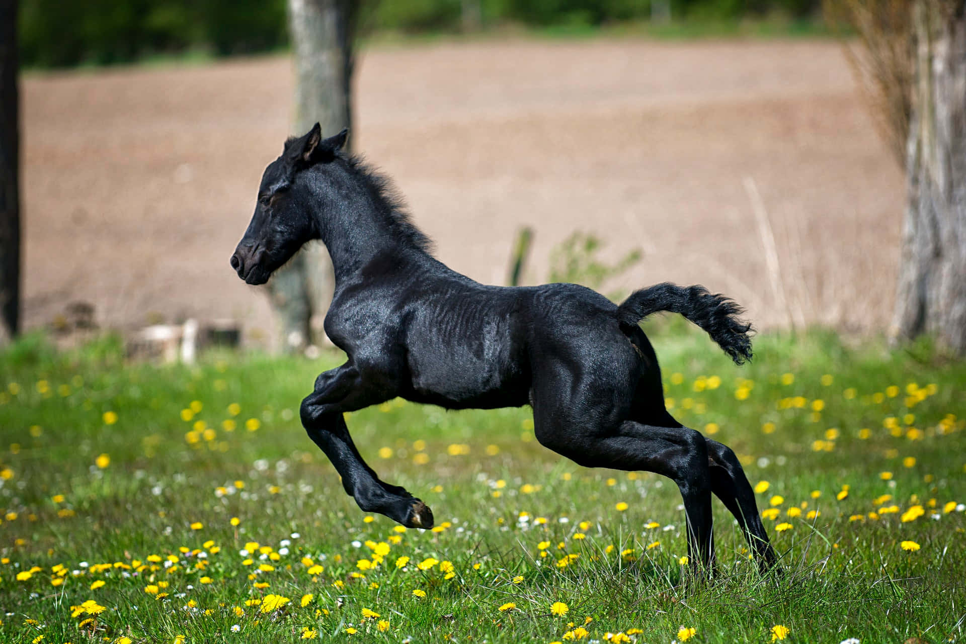 この可愛い馬の魅力に抗える者はいない！ 壁紙