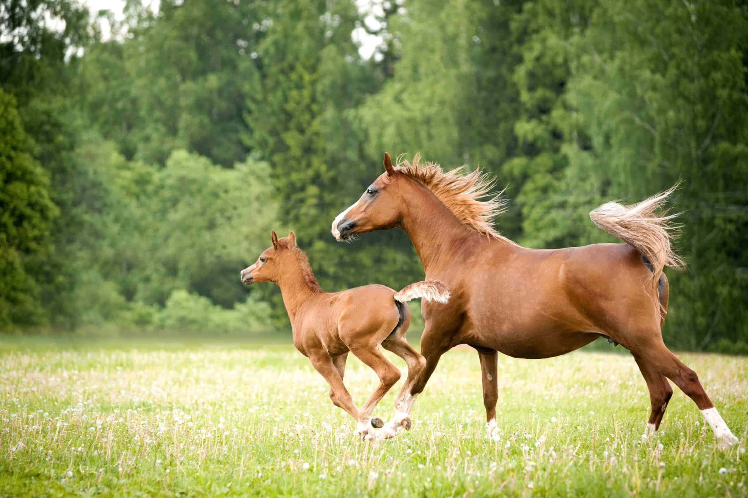 この可愛い馬は、毛が多くても魅力的に見えることを教えてくれます！ 壁紙
