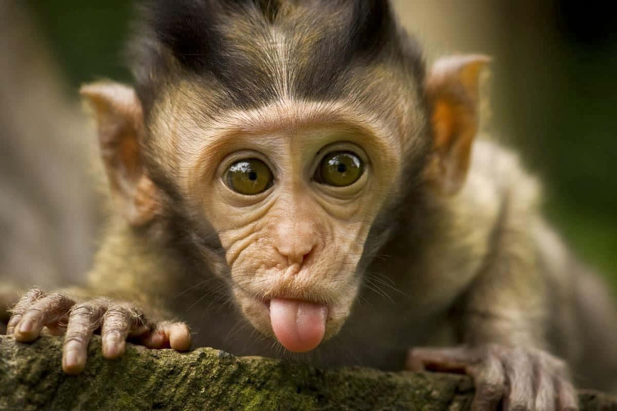 この愛らしいかわいいサルを見て！ 壁紙