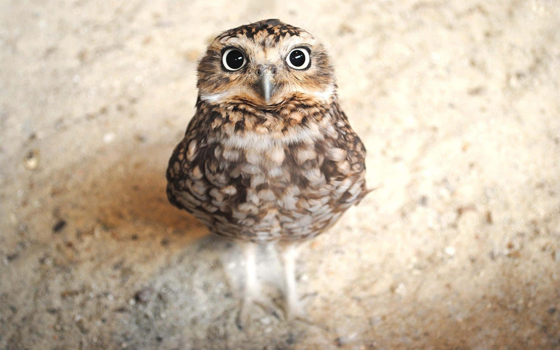 この愛らしいフクロウがあなたの一日を明るくします 壁紙