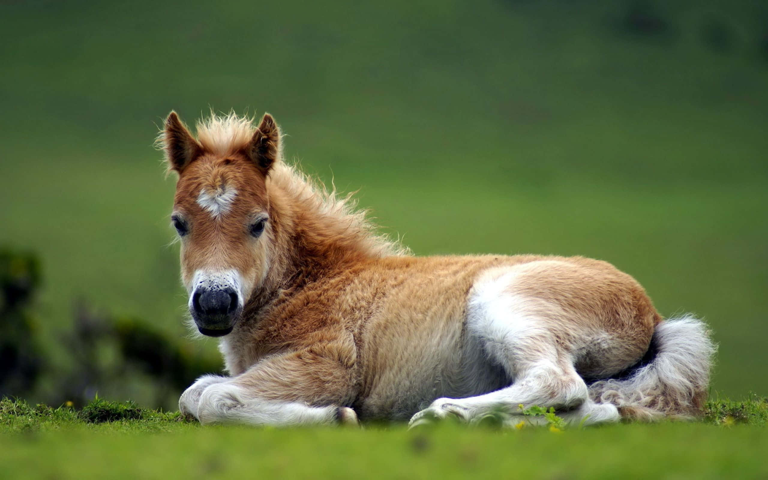 この愛らしい馬を見てください！ 壁紙