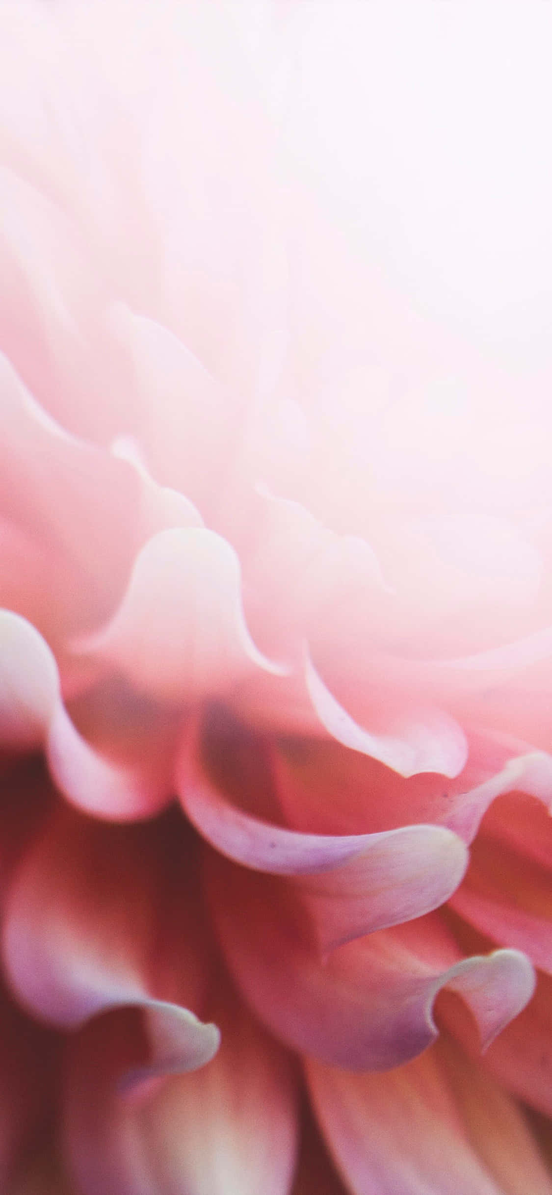 この淡いピンクのフローラルiPhoneでどんなルックも華やかに 壁紙
