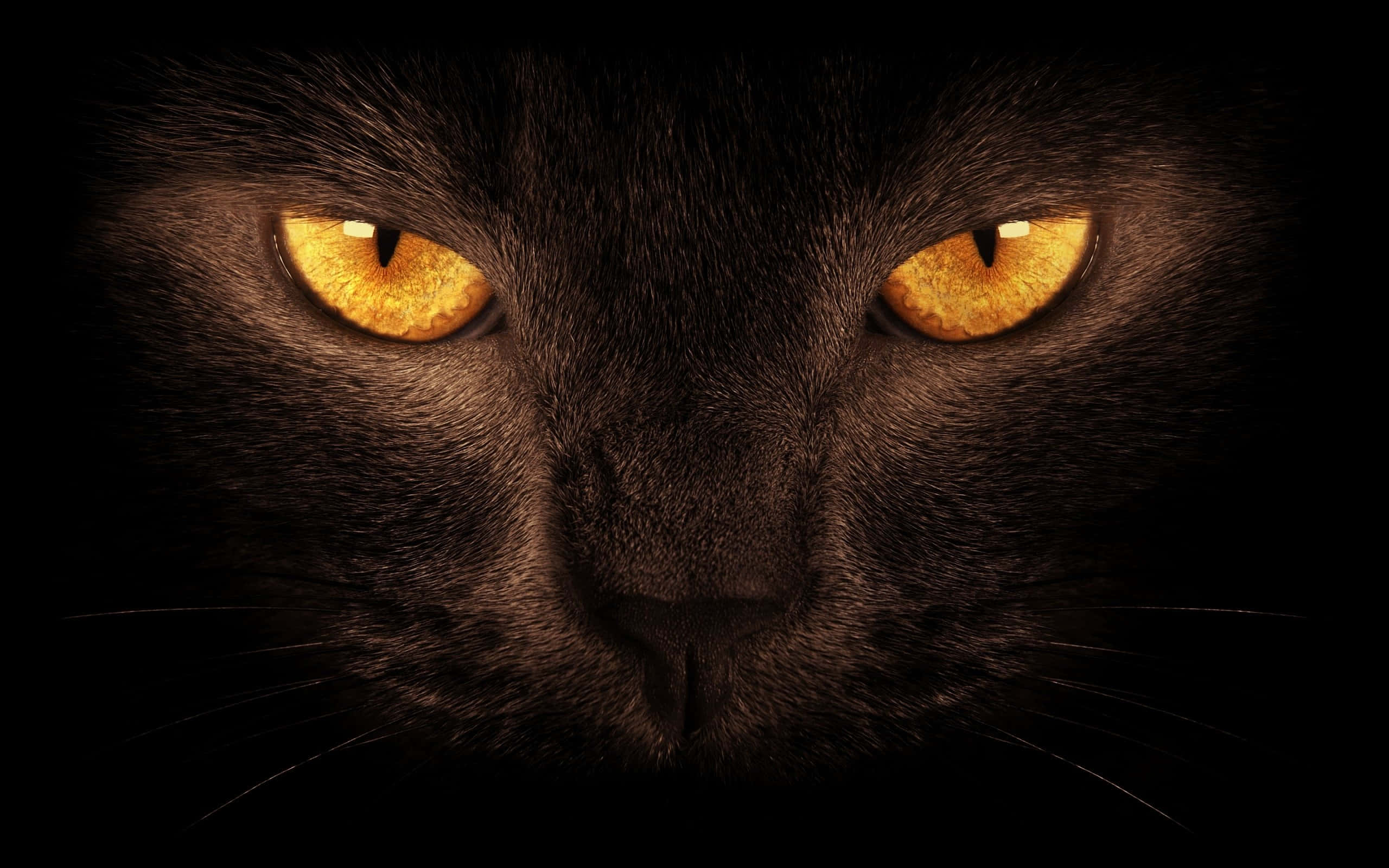この色っぽい黒猫が、暗がりから知ったかぶりのような表情でのぞいている。 壁紙