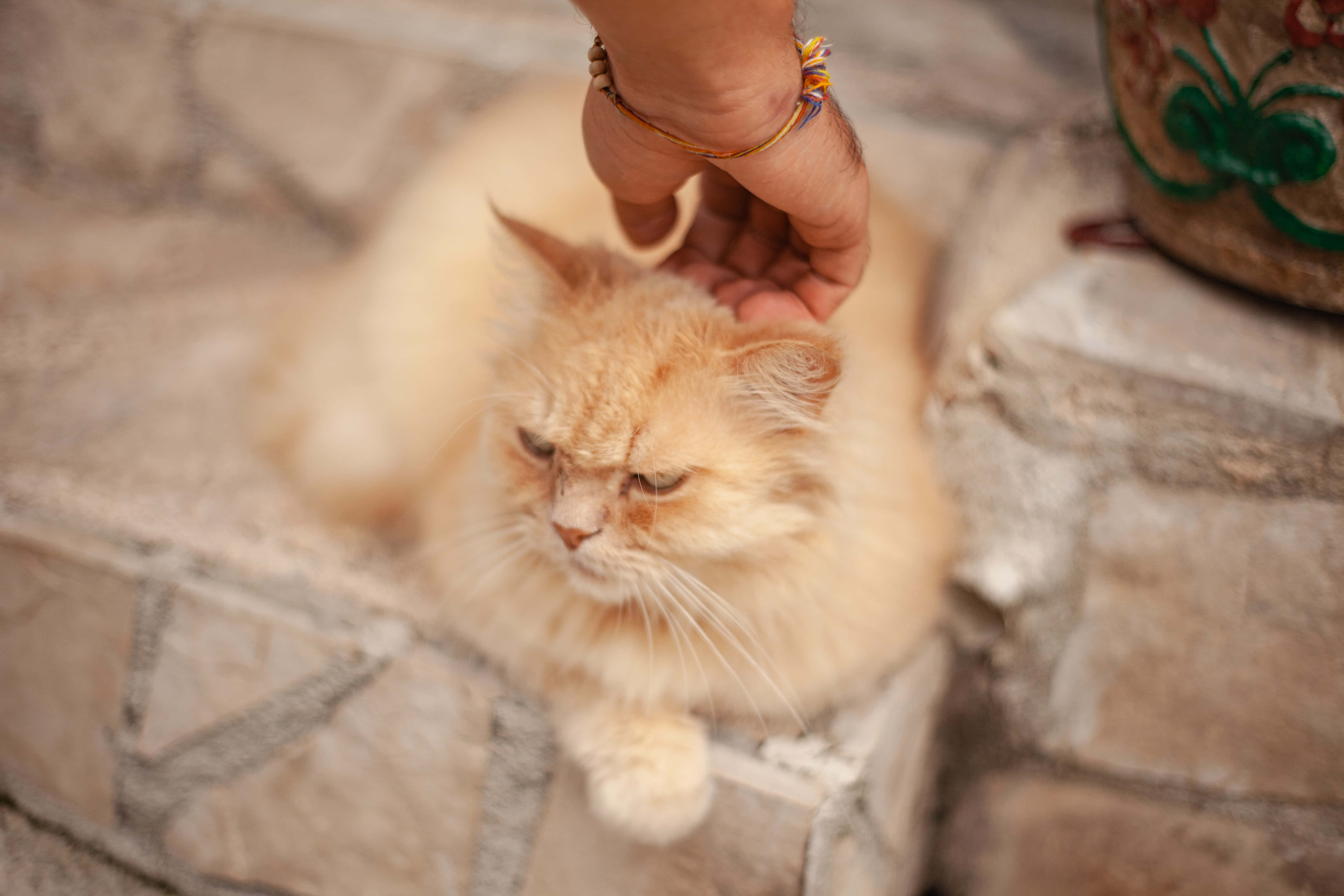 しかめっ面の猫の画像 壁紙