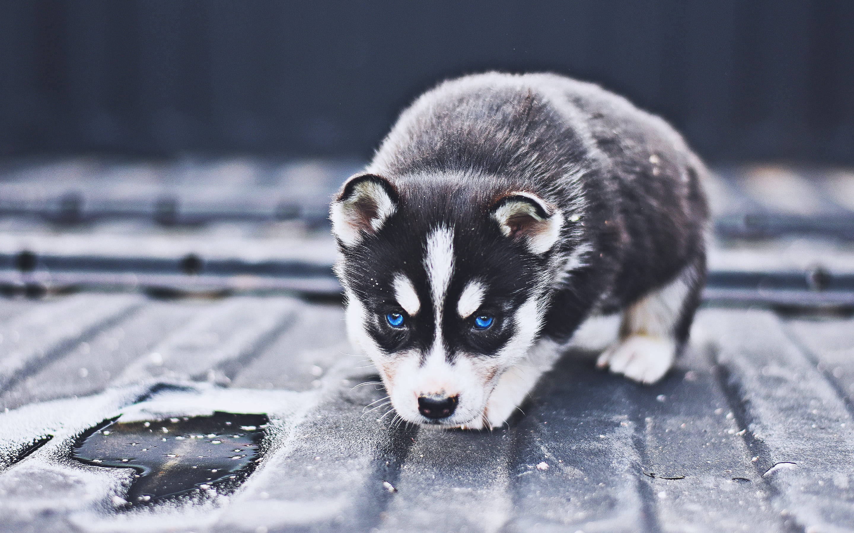 しゃがむ黒いハスキーの子犬 壁紙