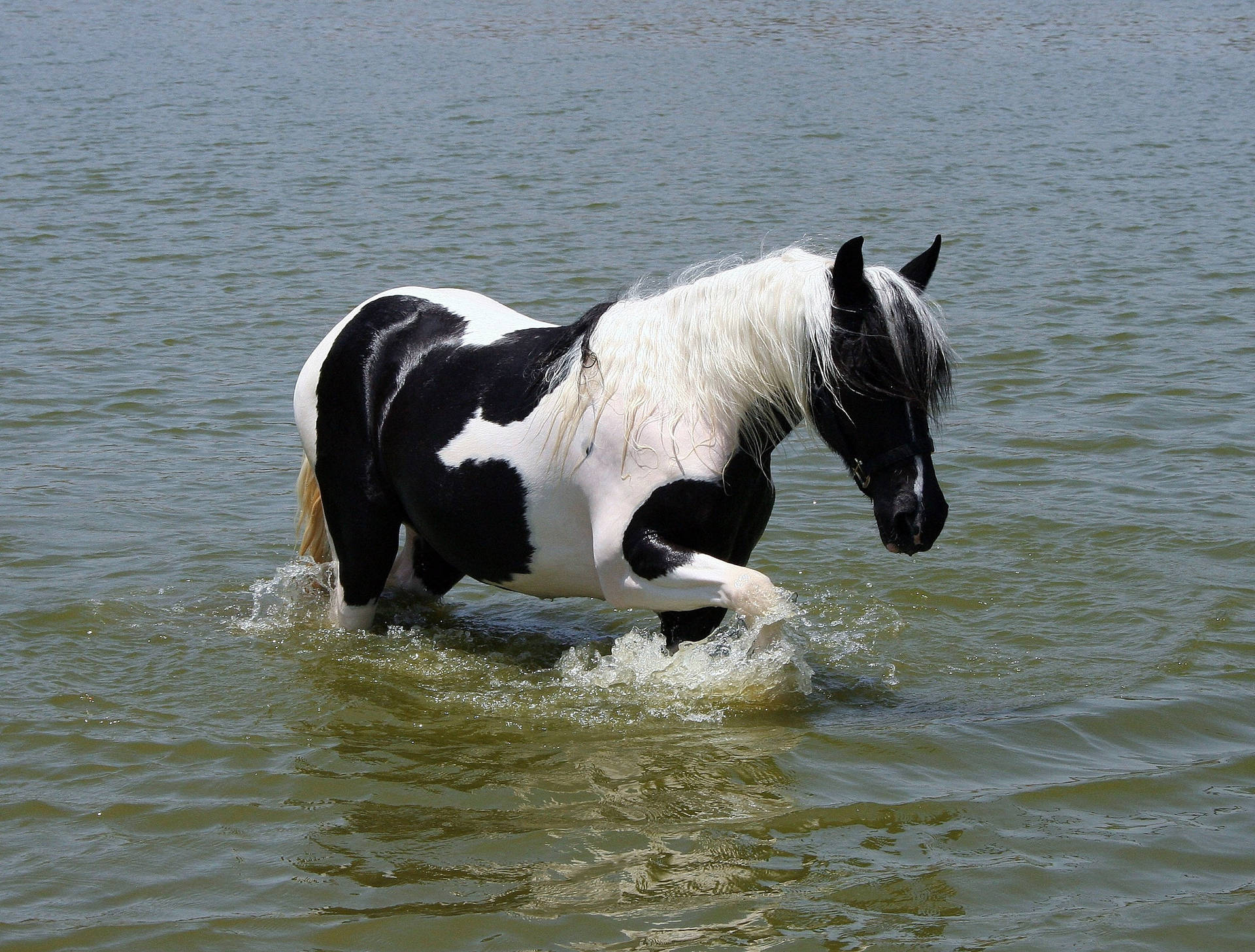 水の中を歩くパイント馬の壁紙