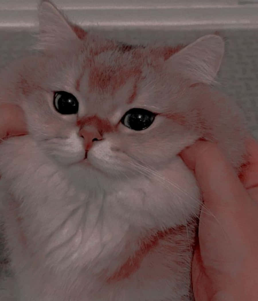 ぬいぐるみを抱いて眠るかわいい子猫 壁紙