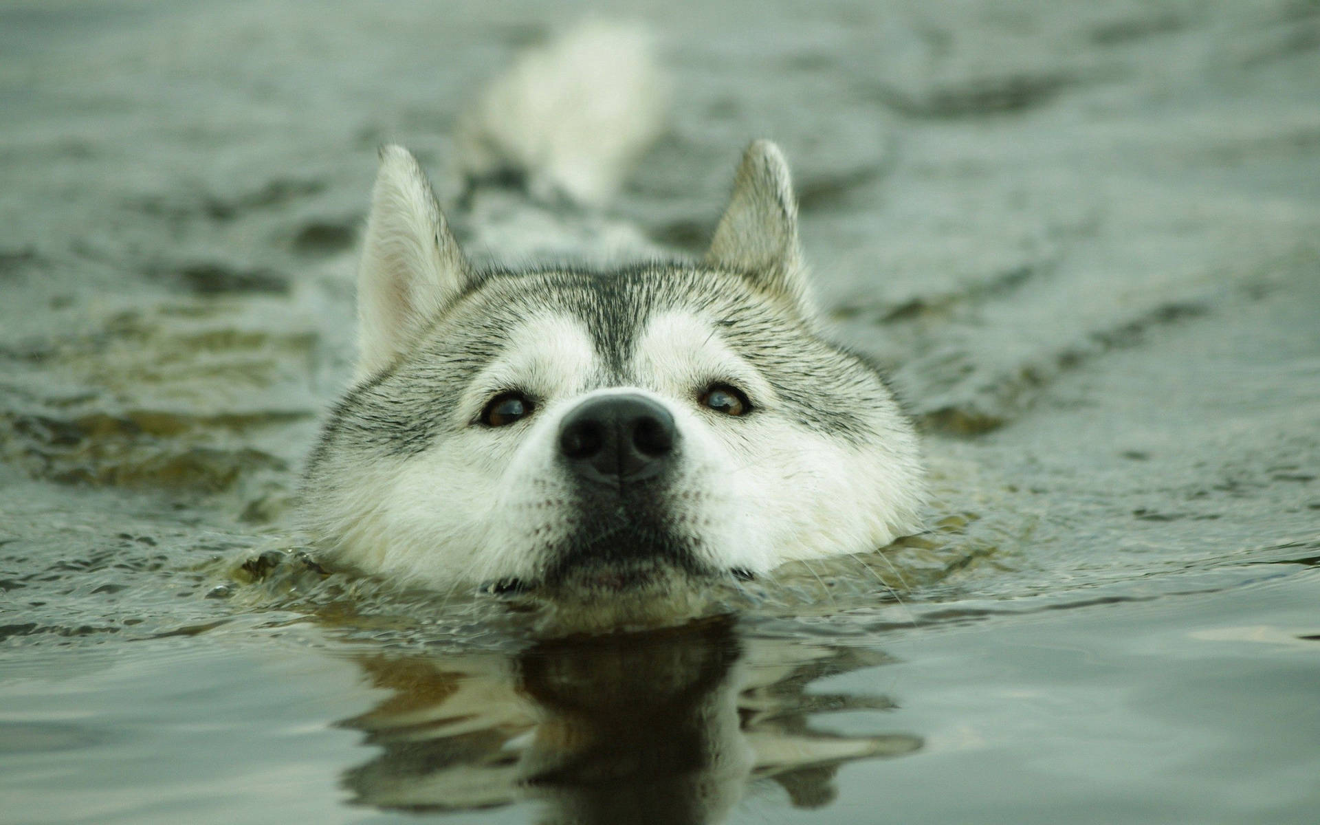 頭を水上に出して泳ぐハスキーのかわいい犬の壁紙
