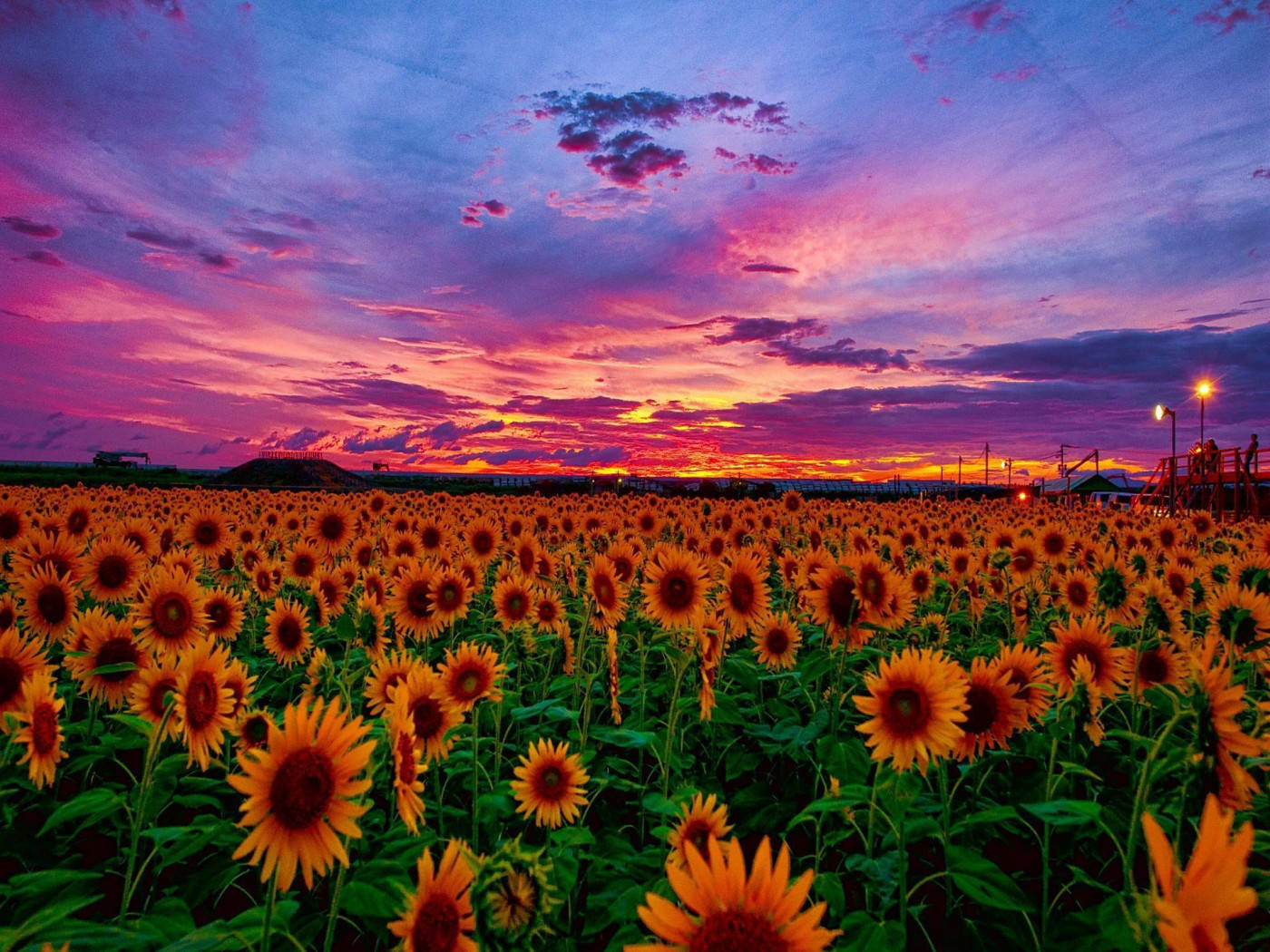 ひまわり畑のピンクの夕焼け 壁紙