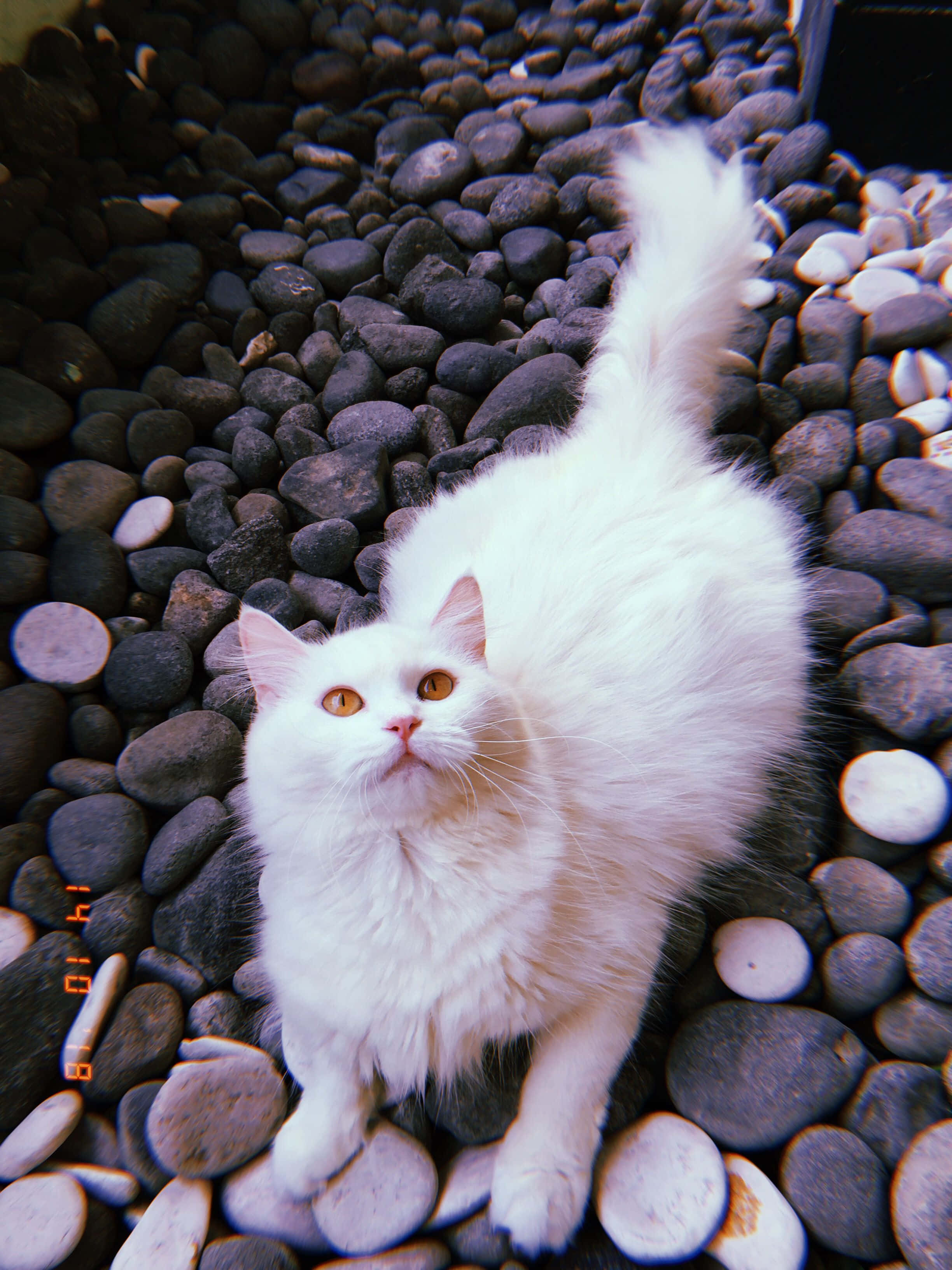 ふわふわで可愛い猫の美学 壁紙