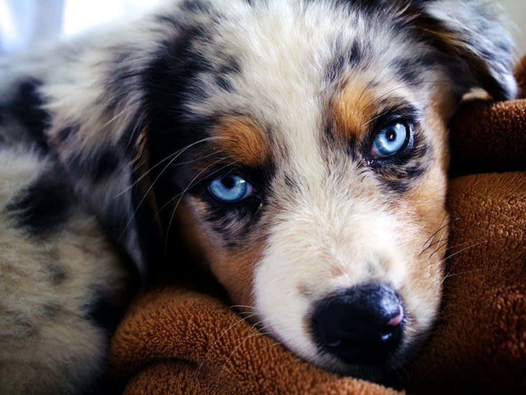 ふわふわのオーストラリアン・シェパードの子犬の写真 壁紙